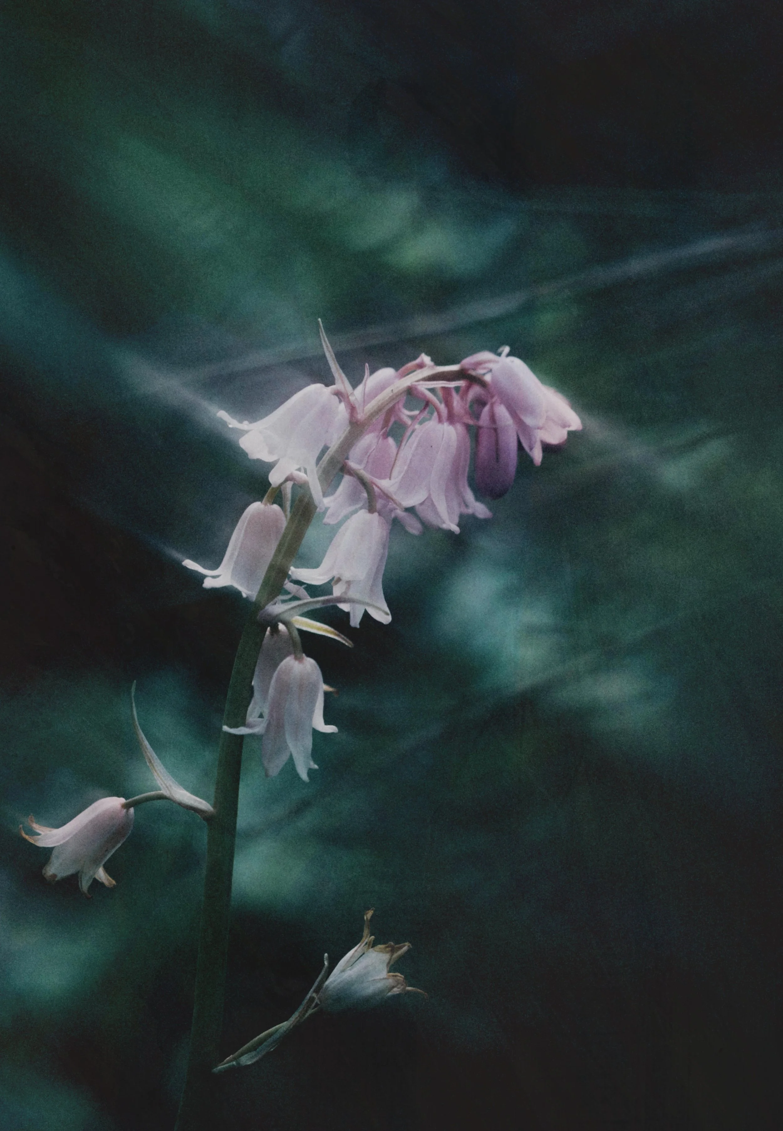  Flower Photography in Cornwall, UK 