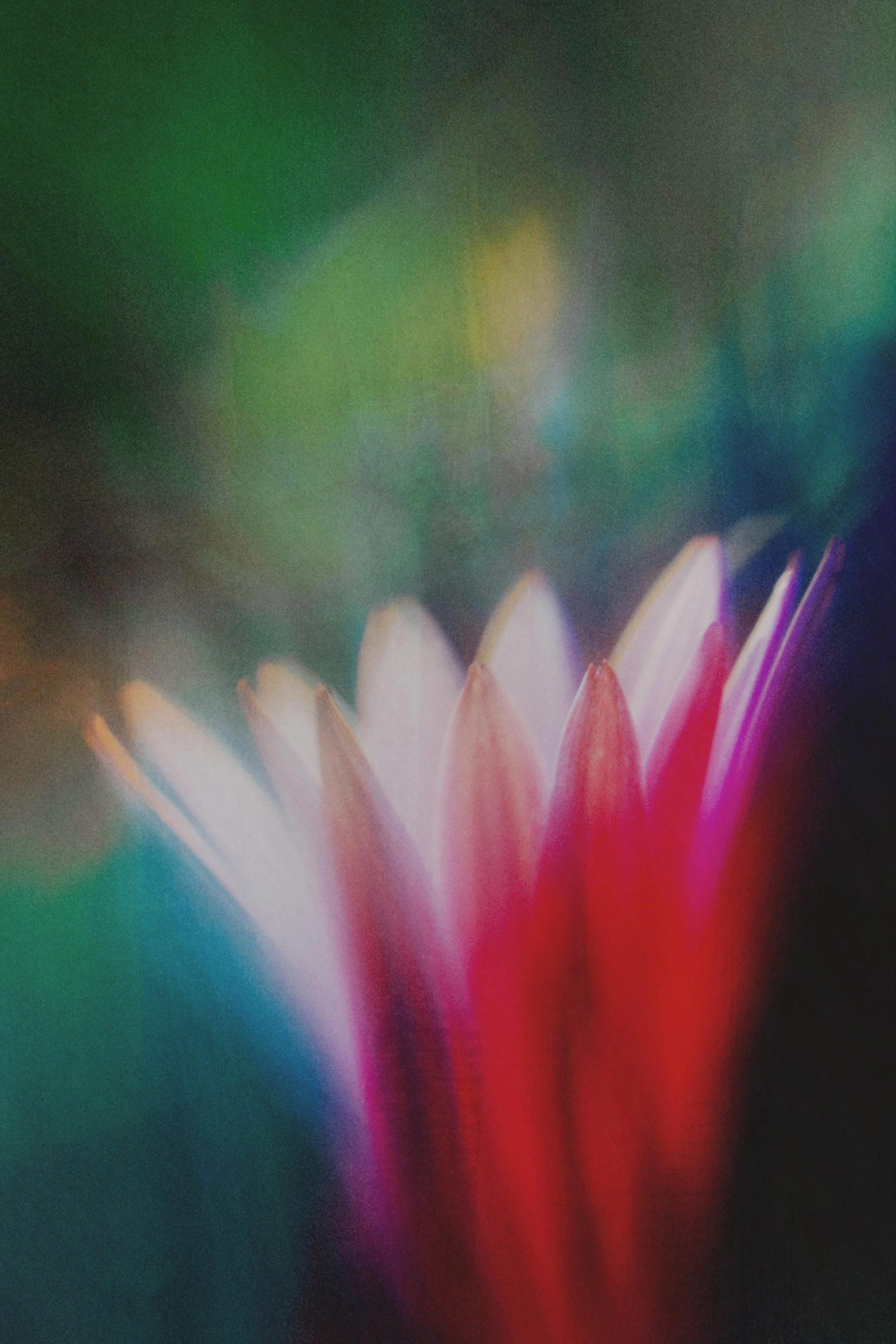  Flower Photography in Cornwall, UK 