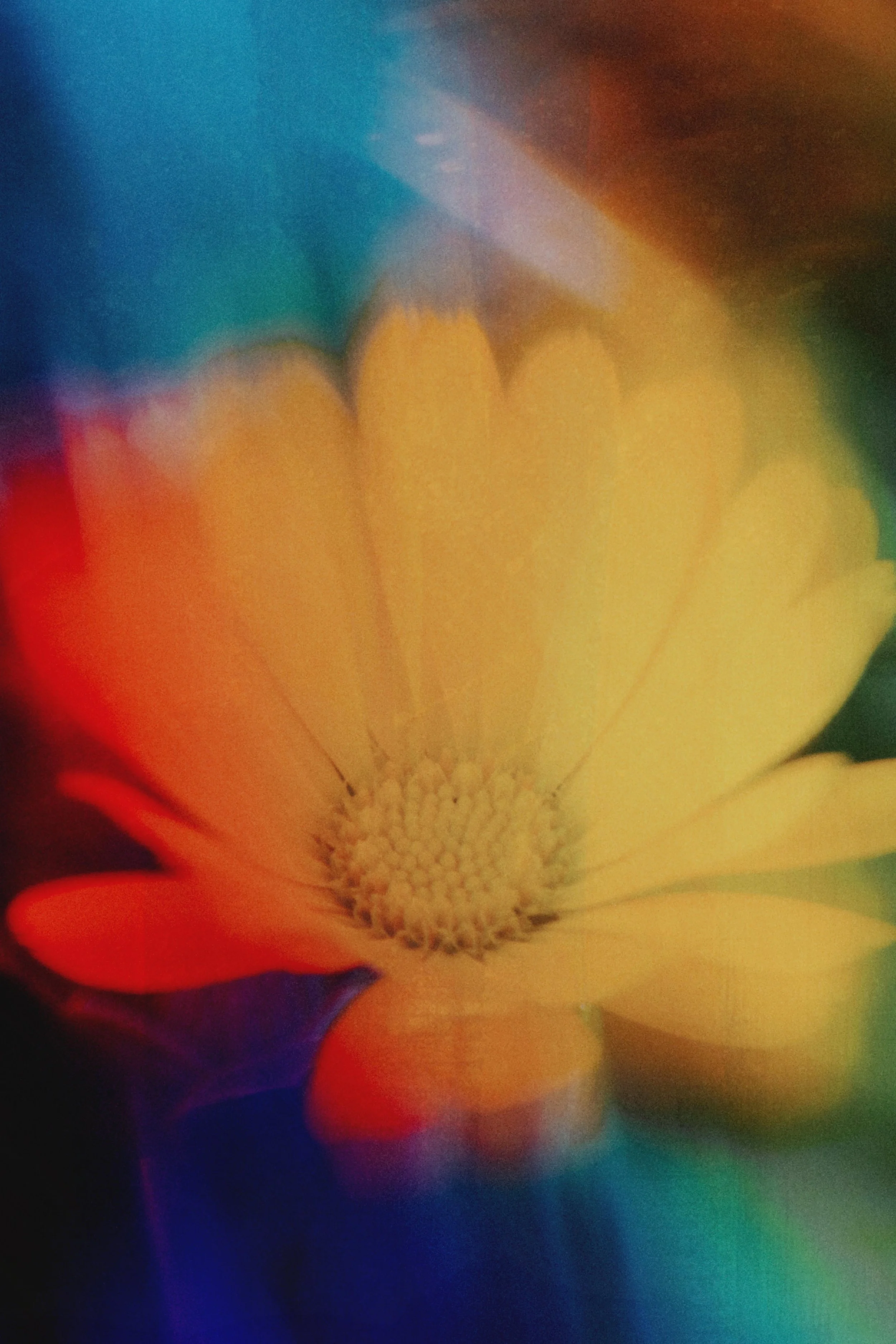  Flower Photography in Cornwall, UK 