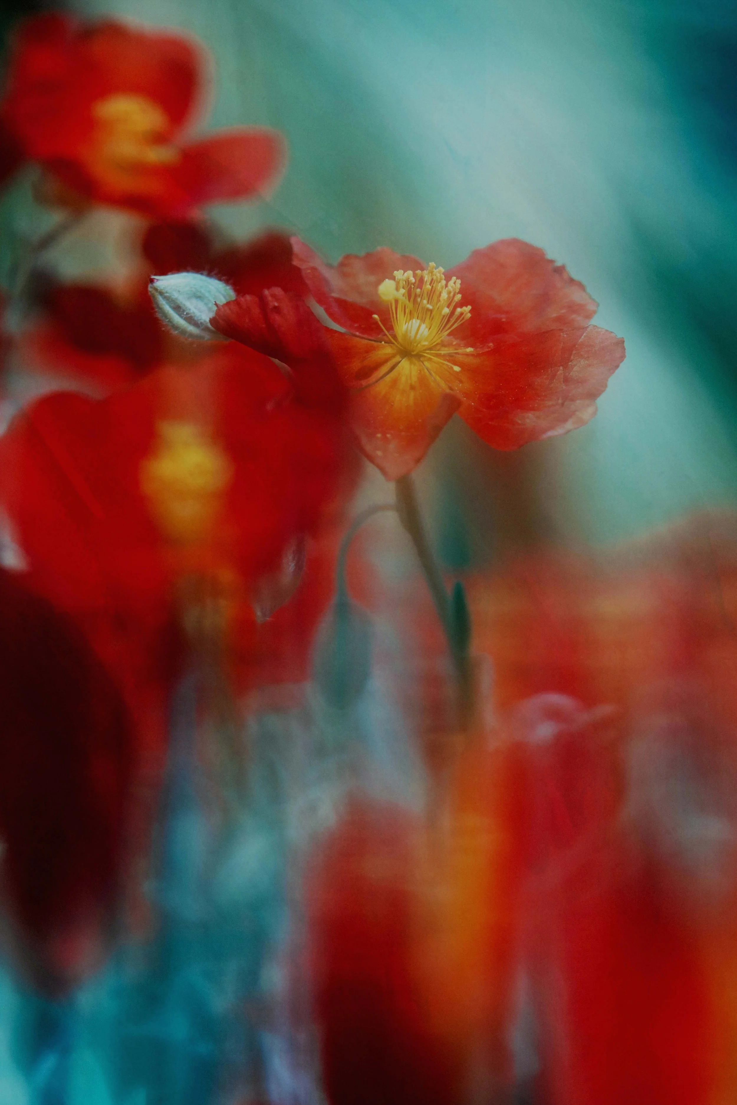  Flower Photography in Cornwall, UK 