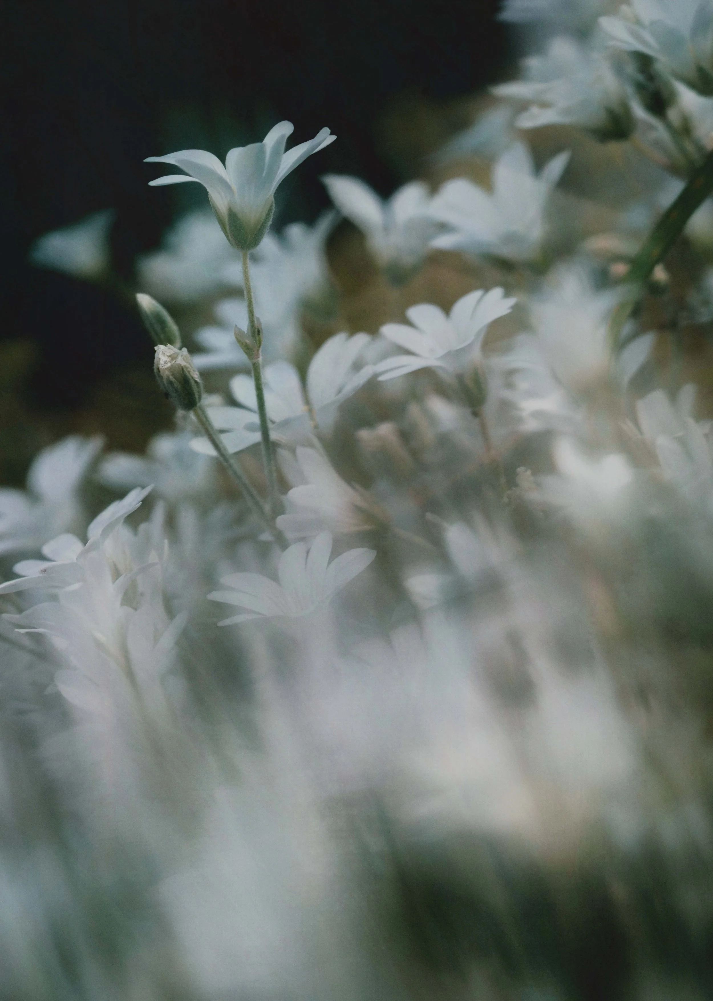  Flower Photography in Cornwall, UK 