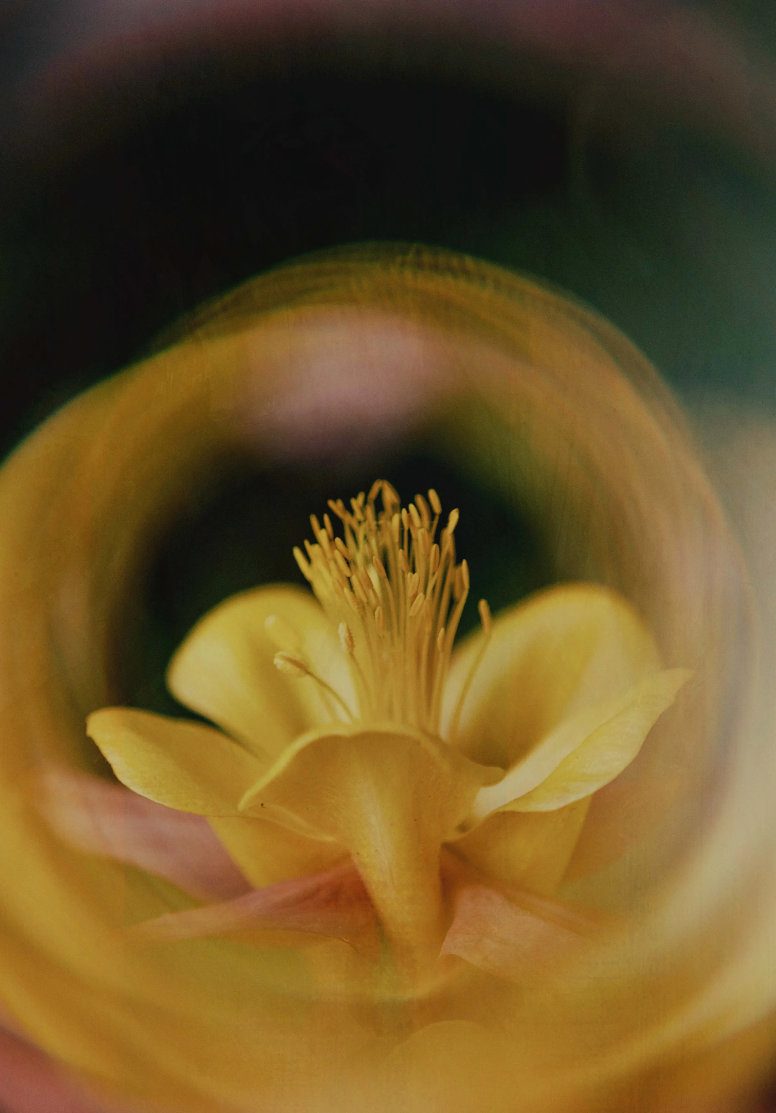  Flower Photography in Cornwall, UK 