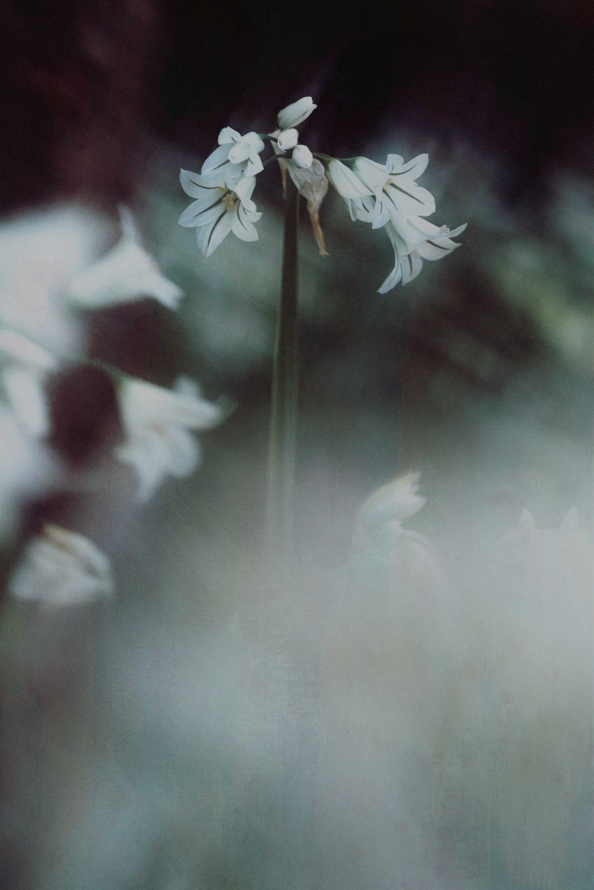  Flower Photography in Cornwall, UK 