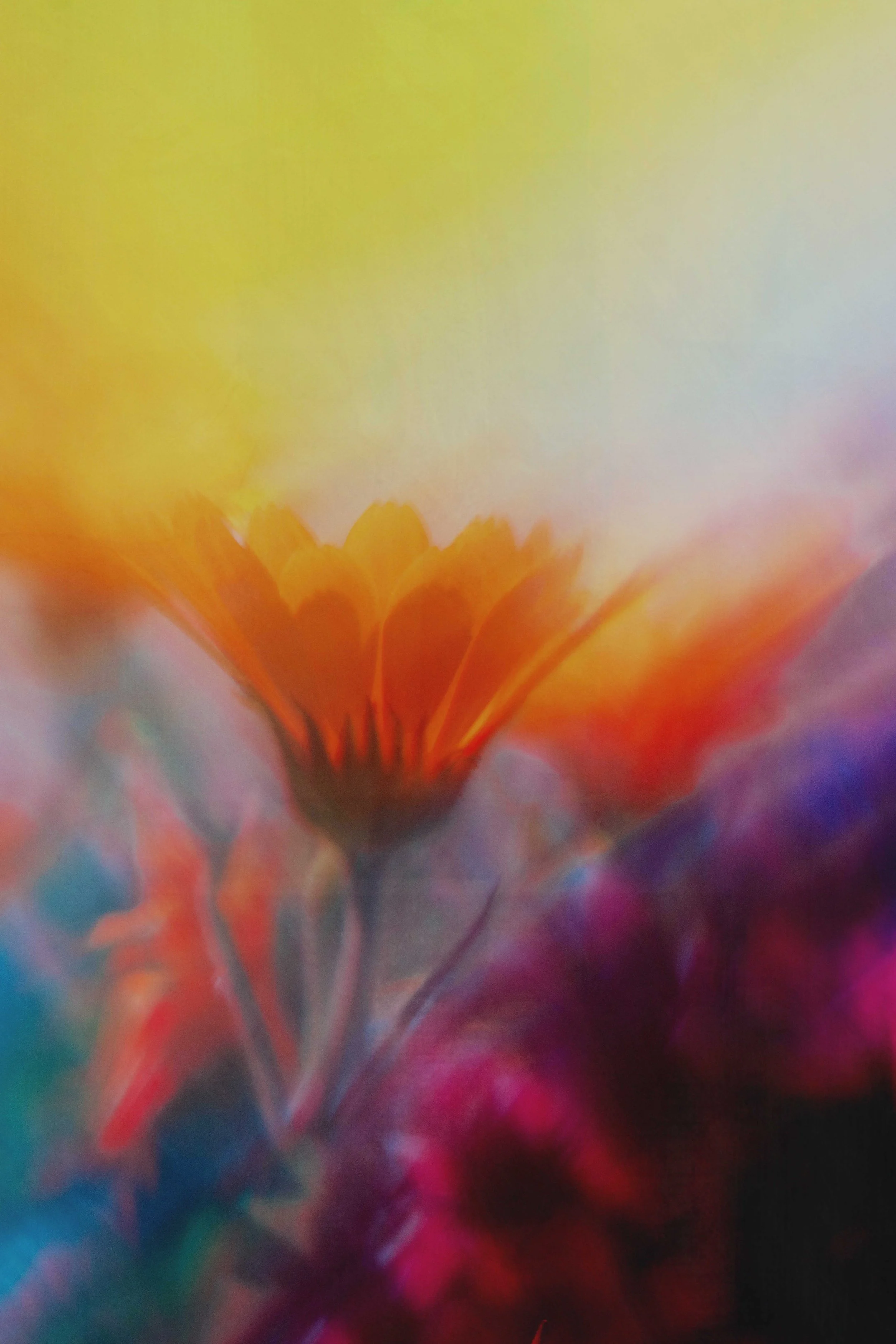  Flower Photography in Cornwall, UK 