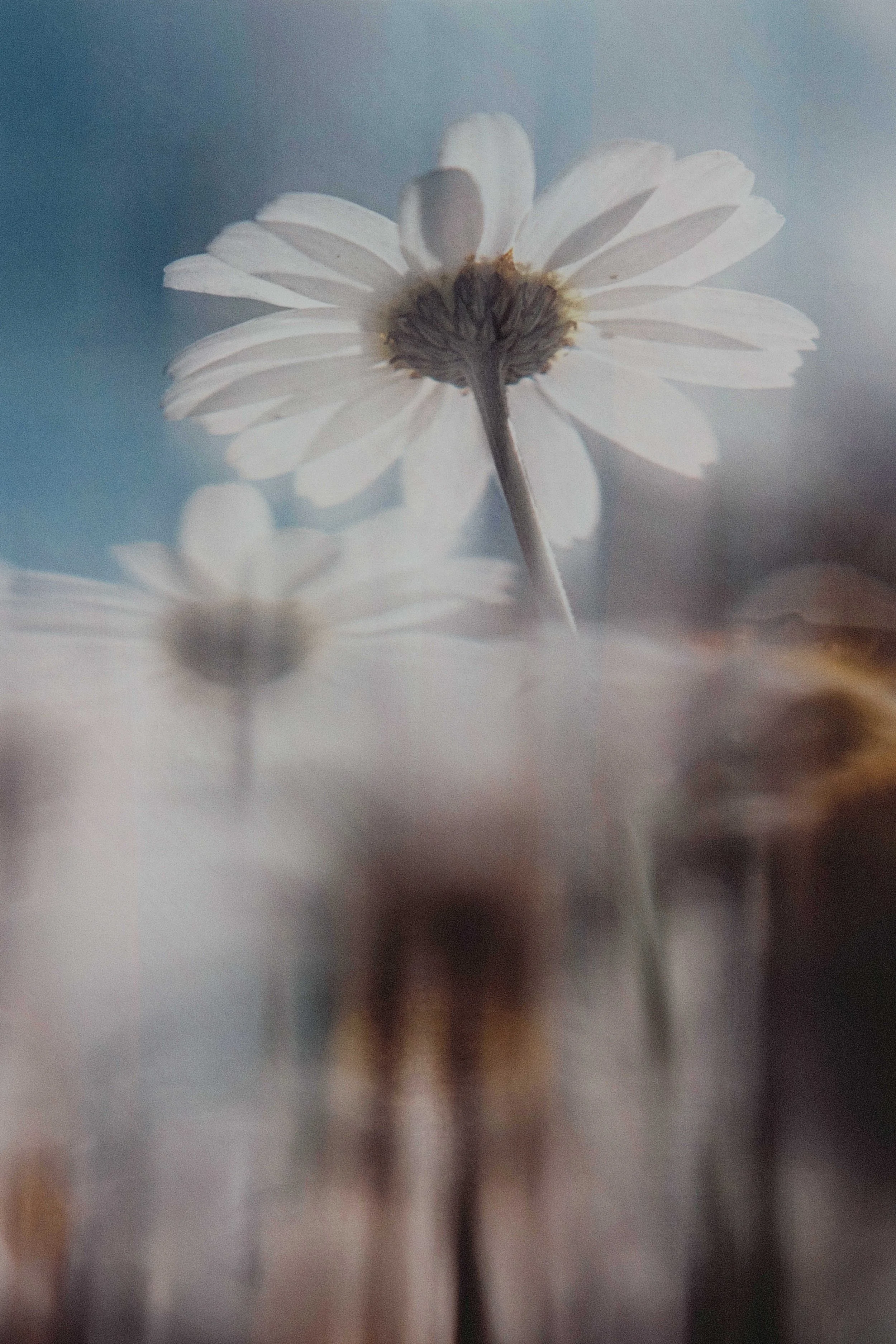 Flower Photography in Cornwall, UK