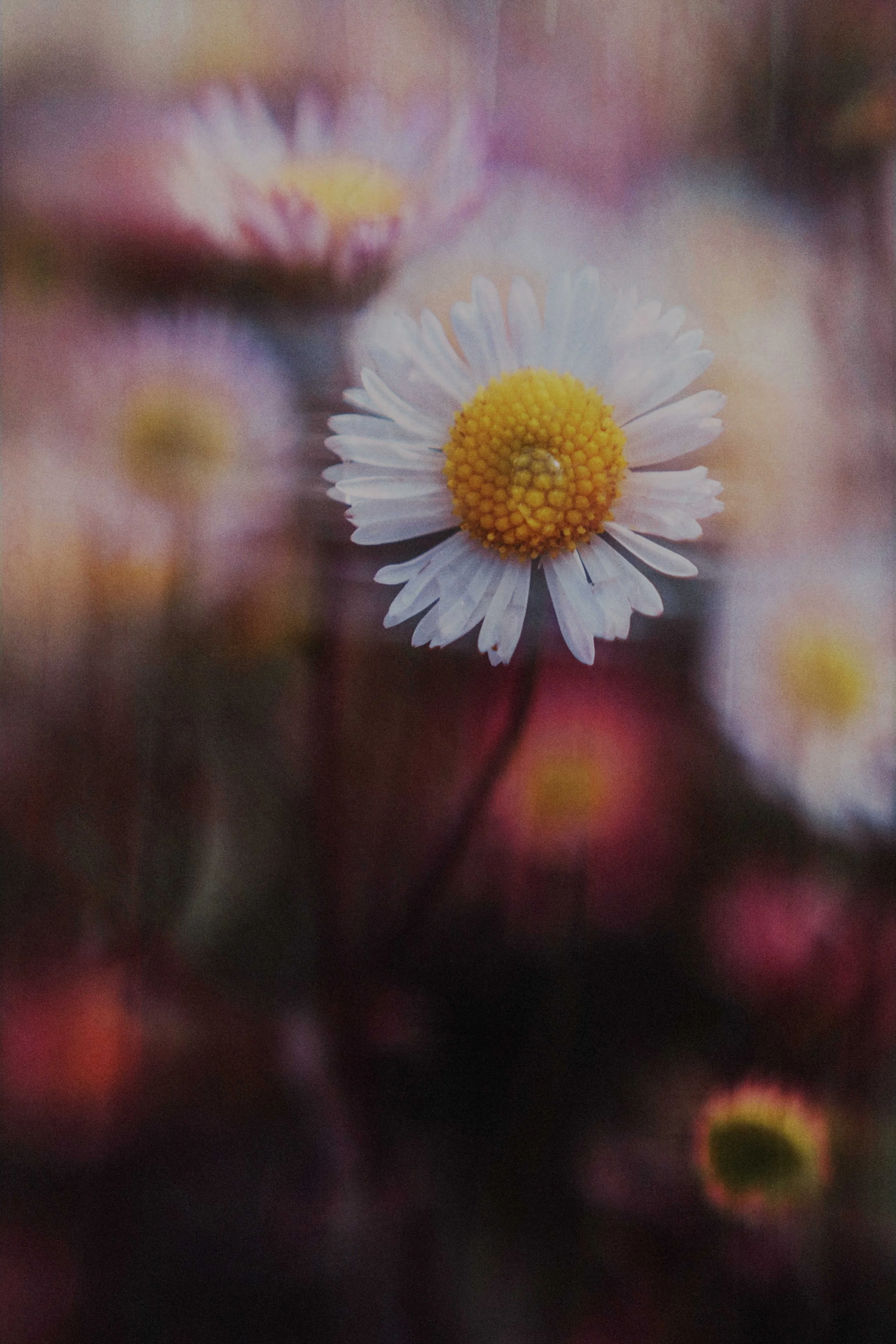  Flower Photography in Cornwall, UK 