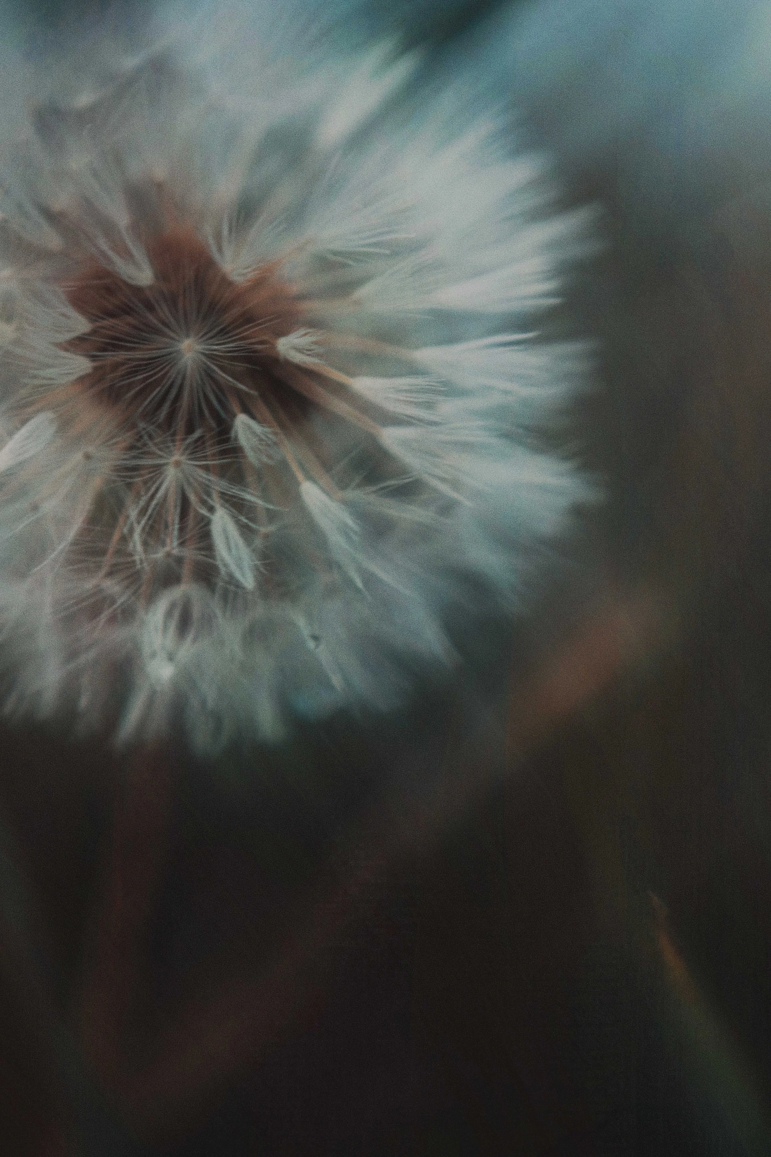  Flower Photography in Cornwall, UK 