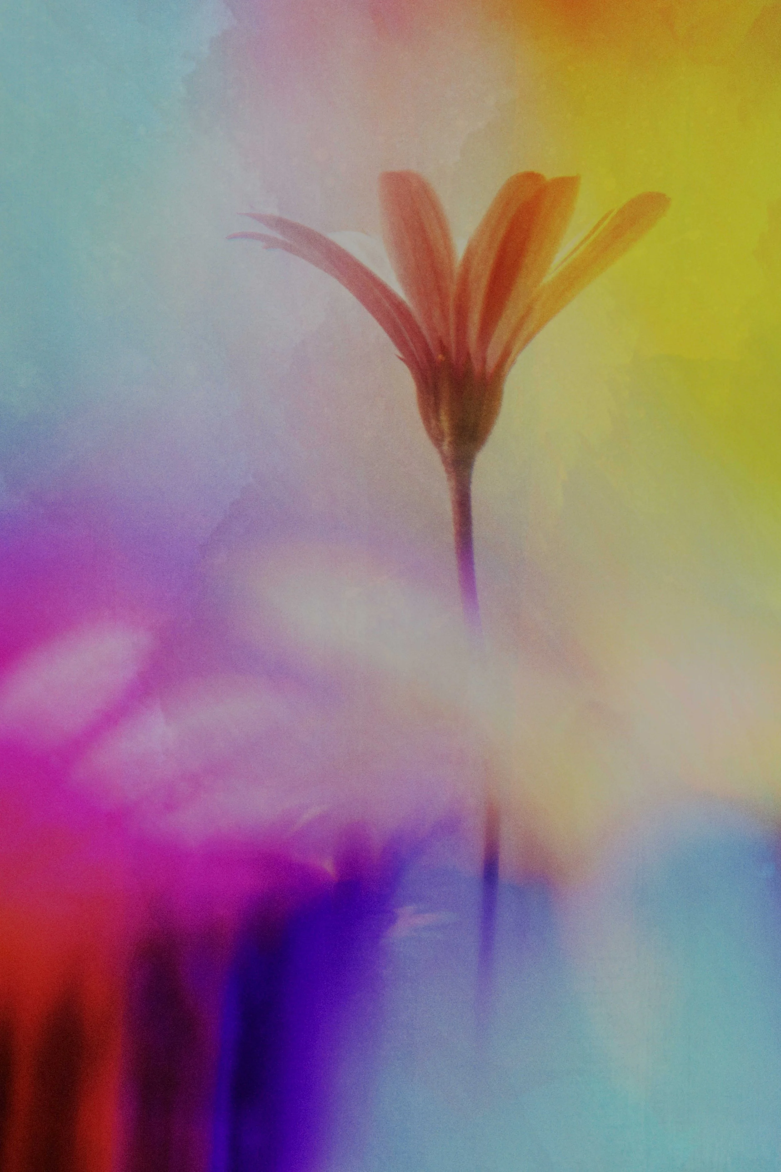  Flower Photography in Cornwall, UK 