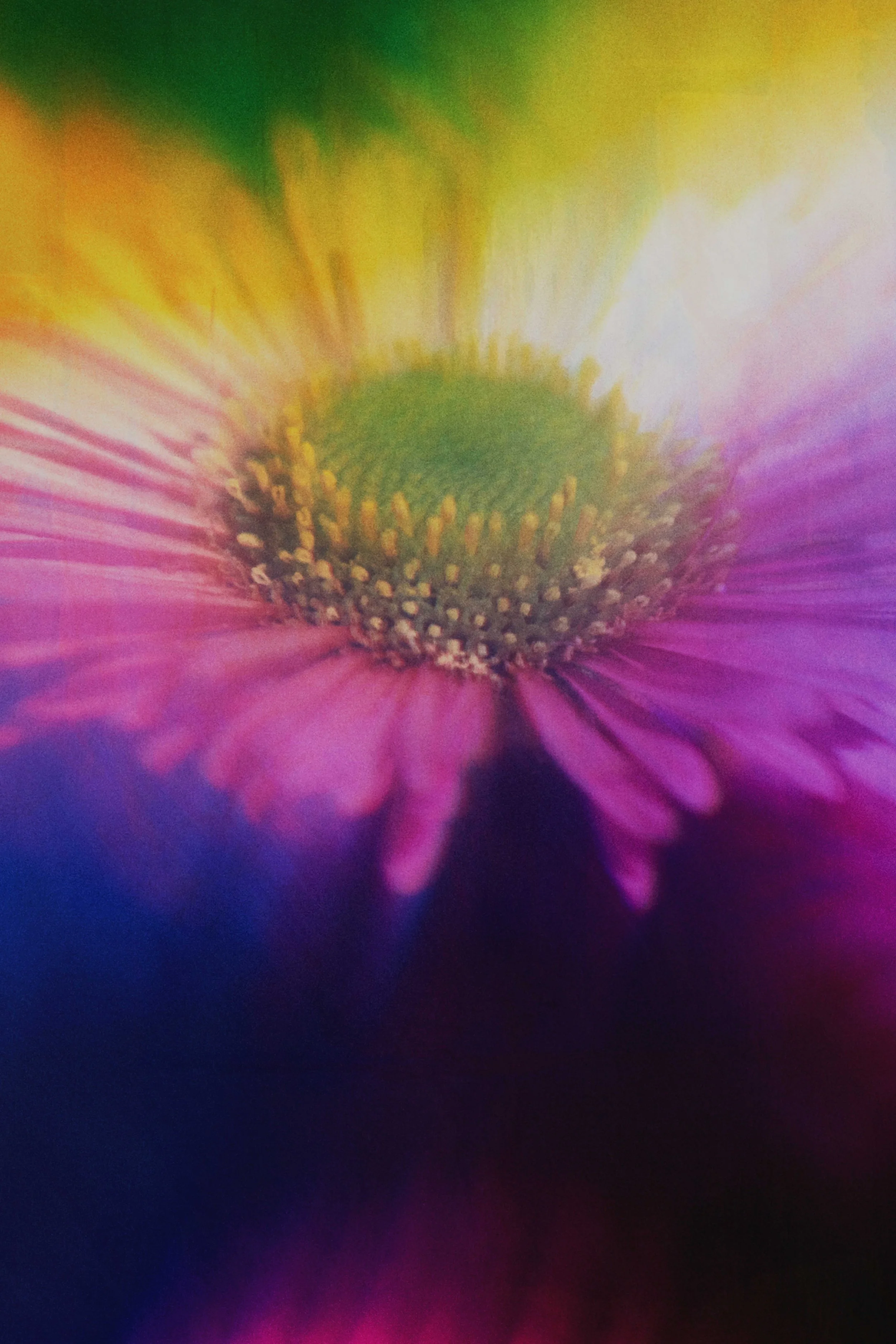  Flower Photography in Cornwall, UK 