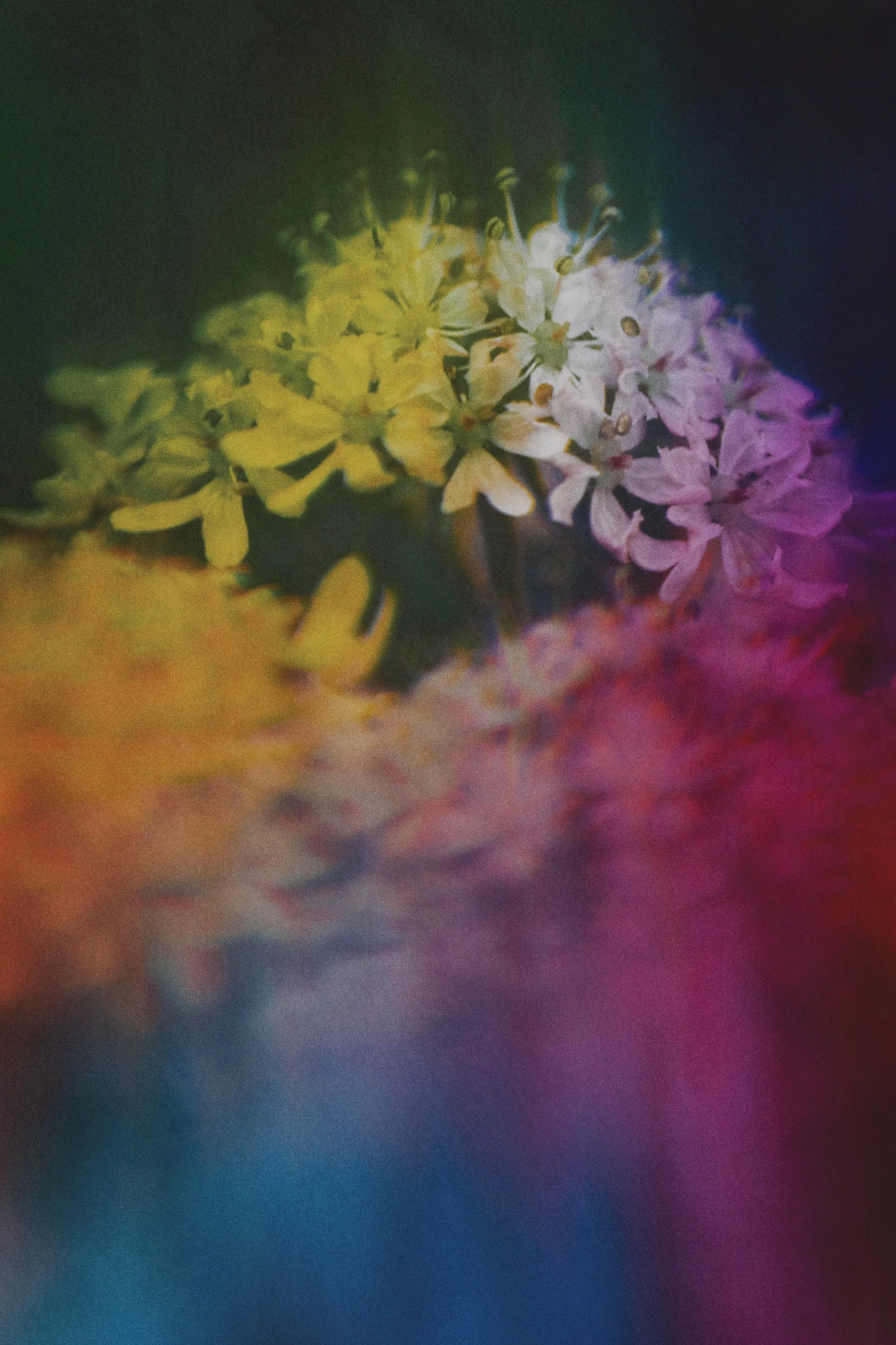  Flower Photography in Cornwall, UK 