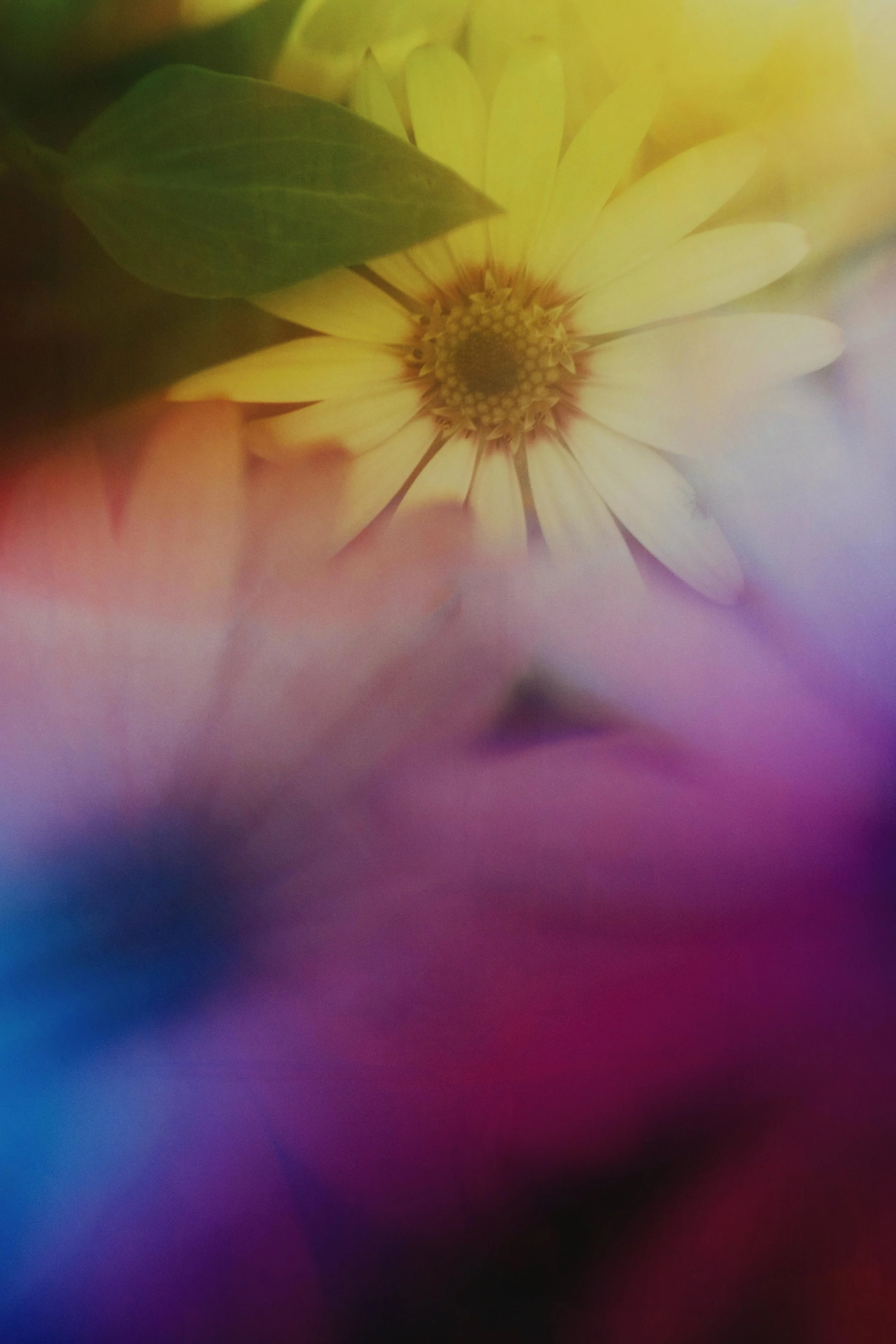 Flower Photography in Cornwall, UK