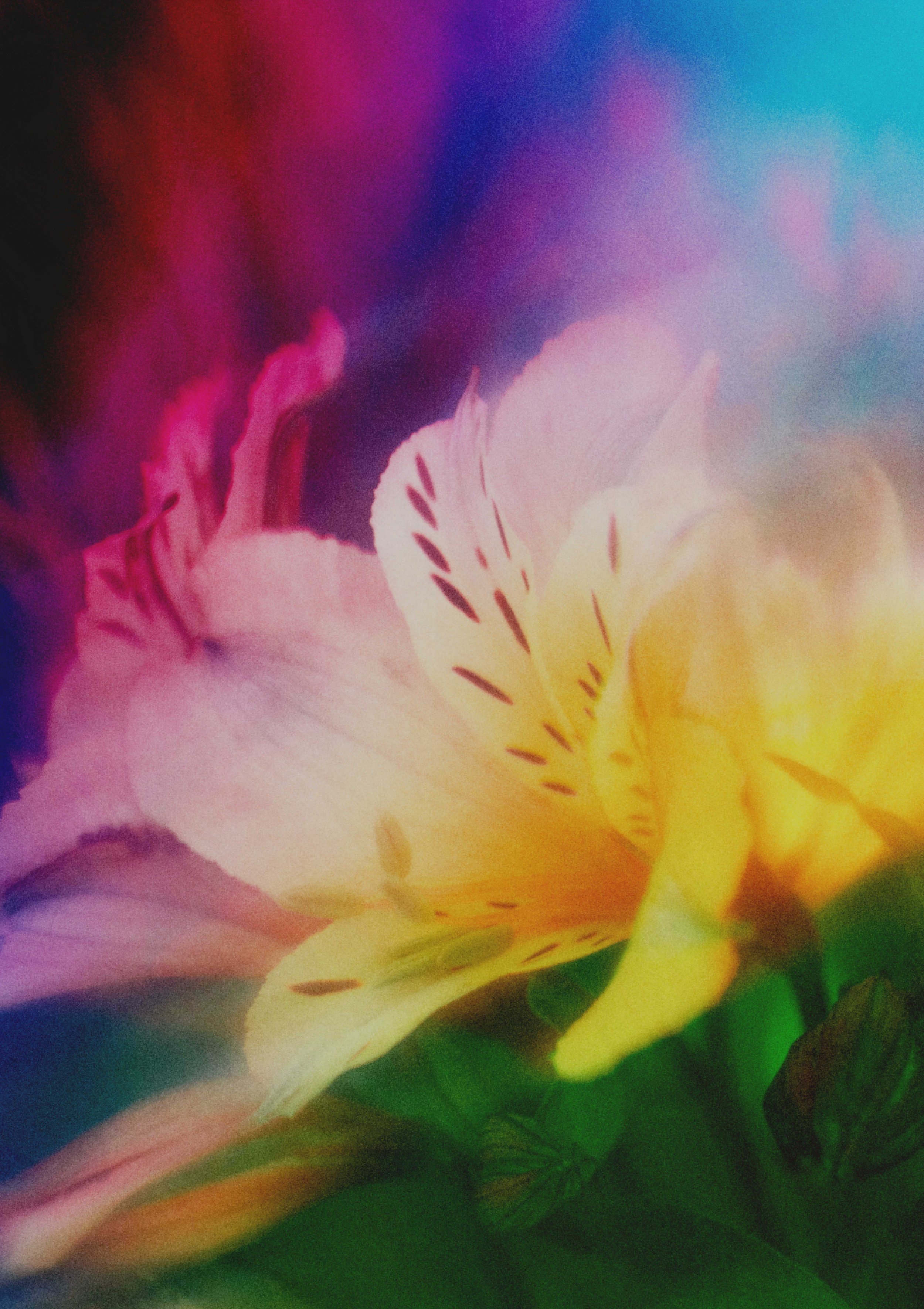  Flower Photography in Cornwall, UK 
