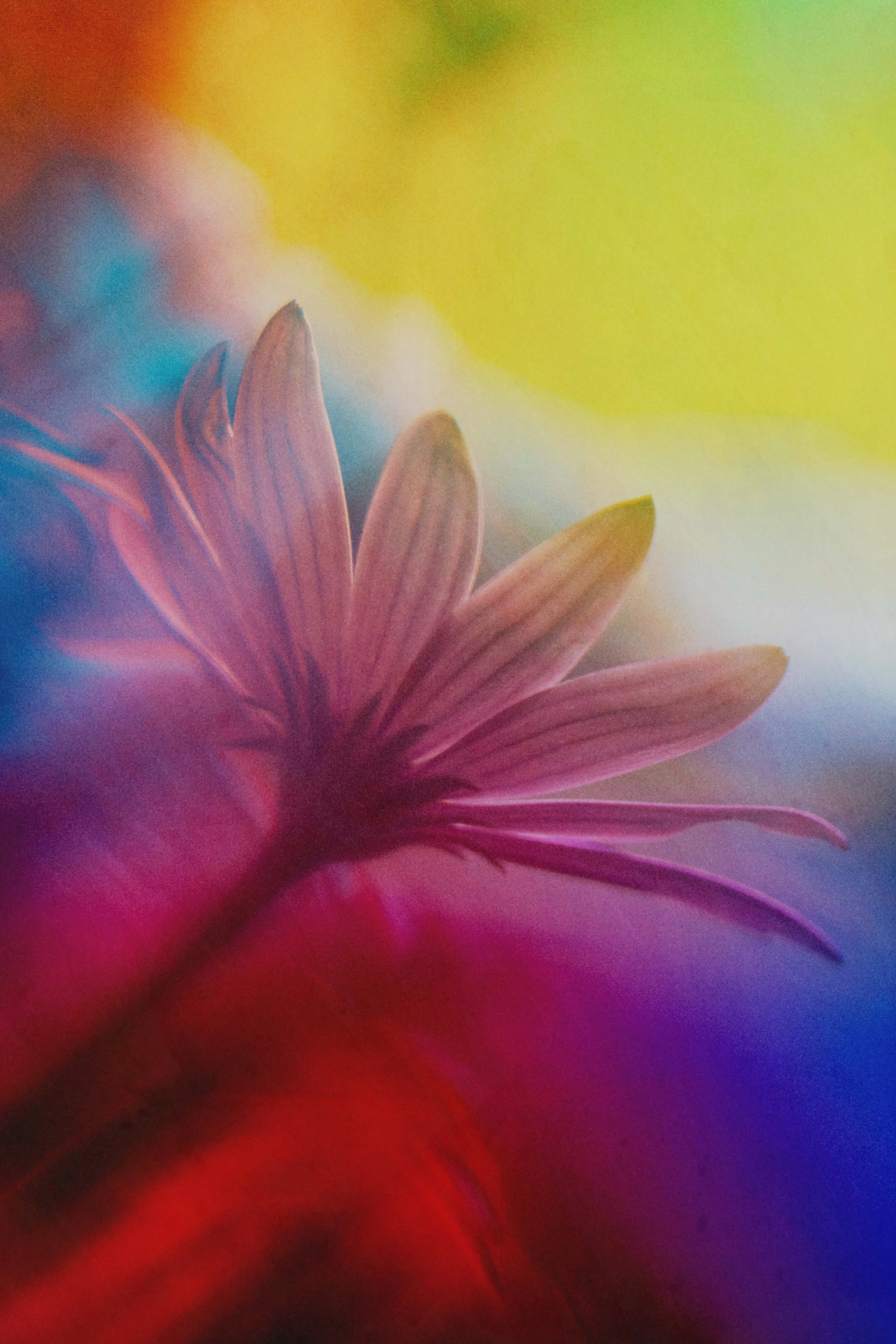  Flower Photography in Cornwall, UK 