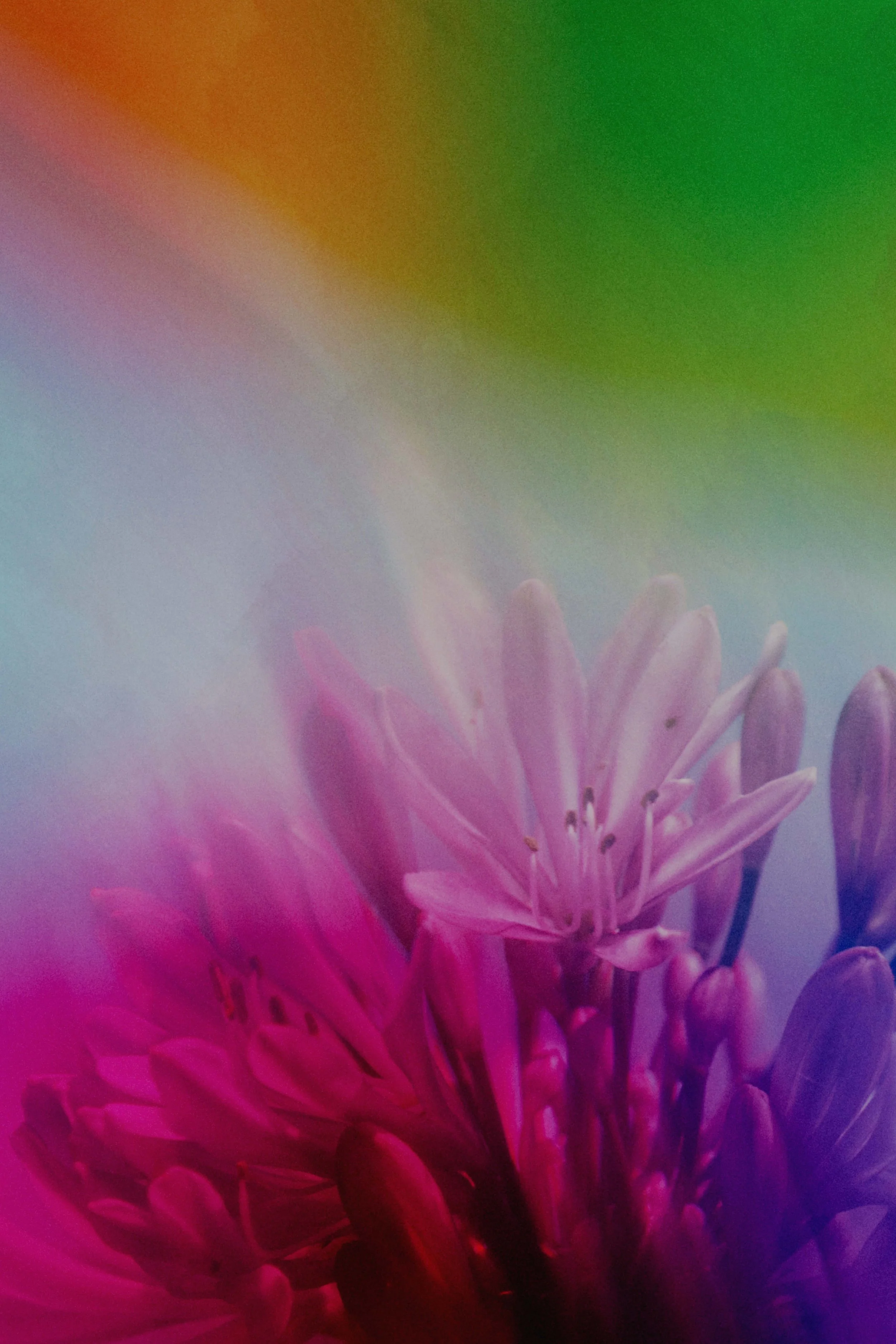  Flower Photography in Cornwall, UK 