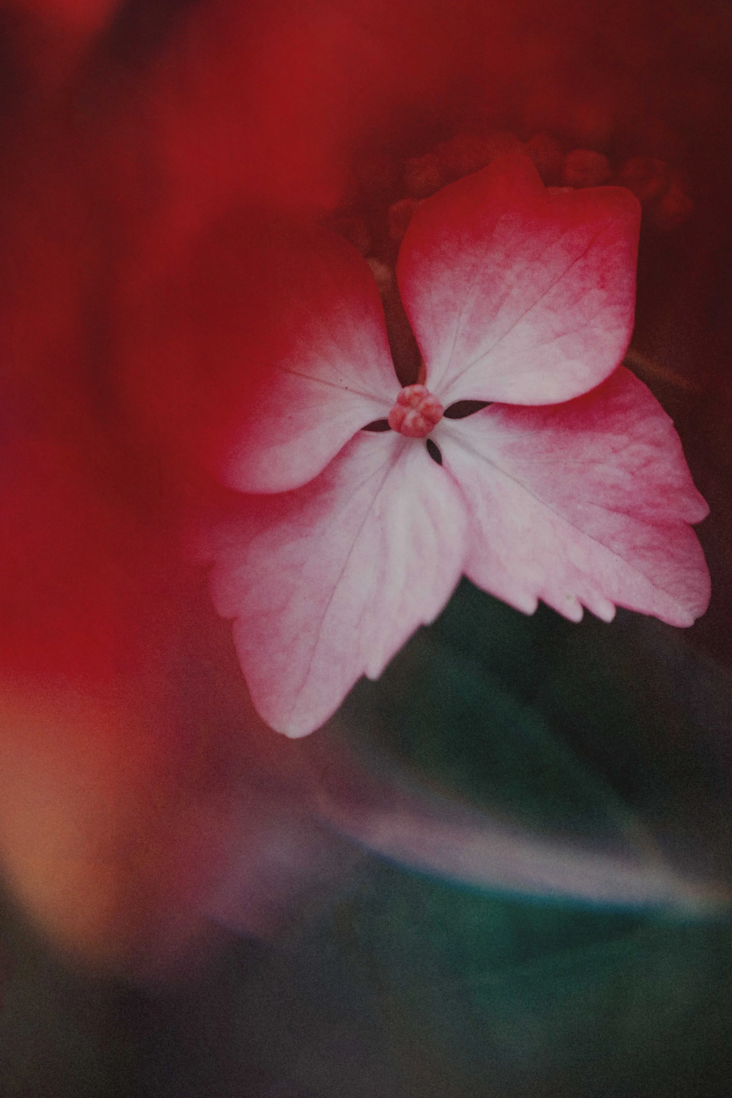  Flower Photography in Cornwall, UK 