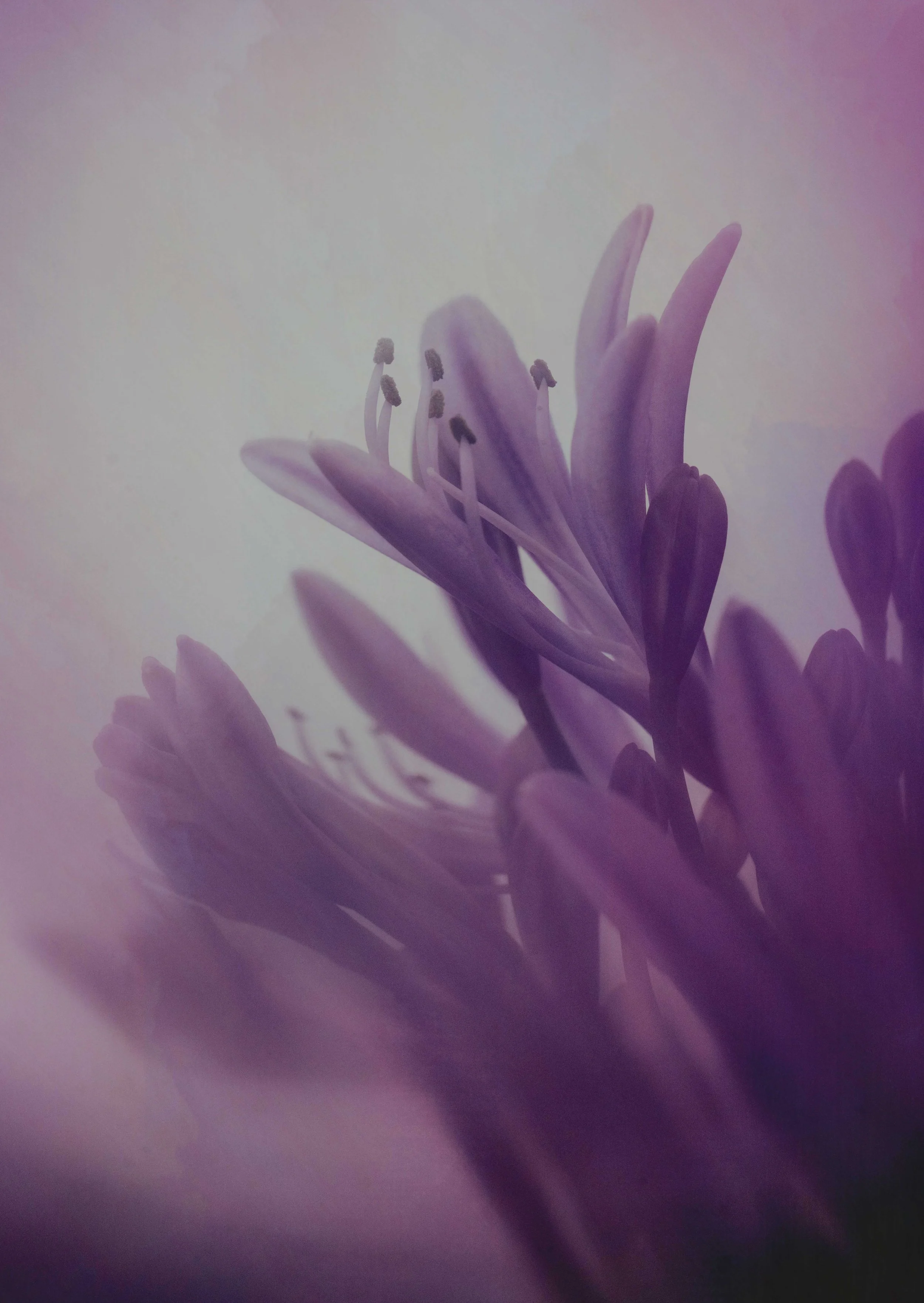  Flower Photography in Cornwall, UK 