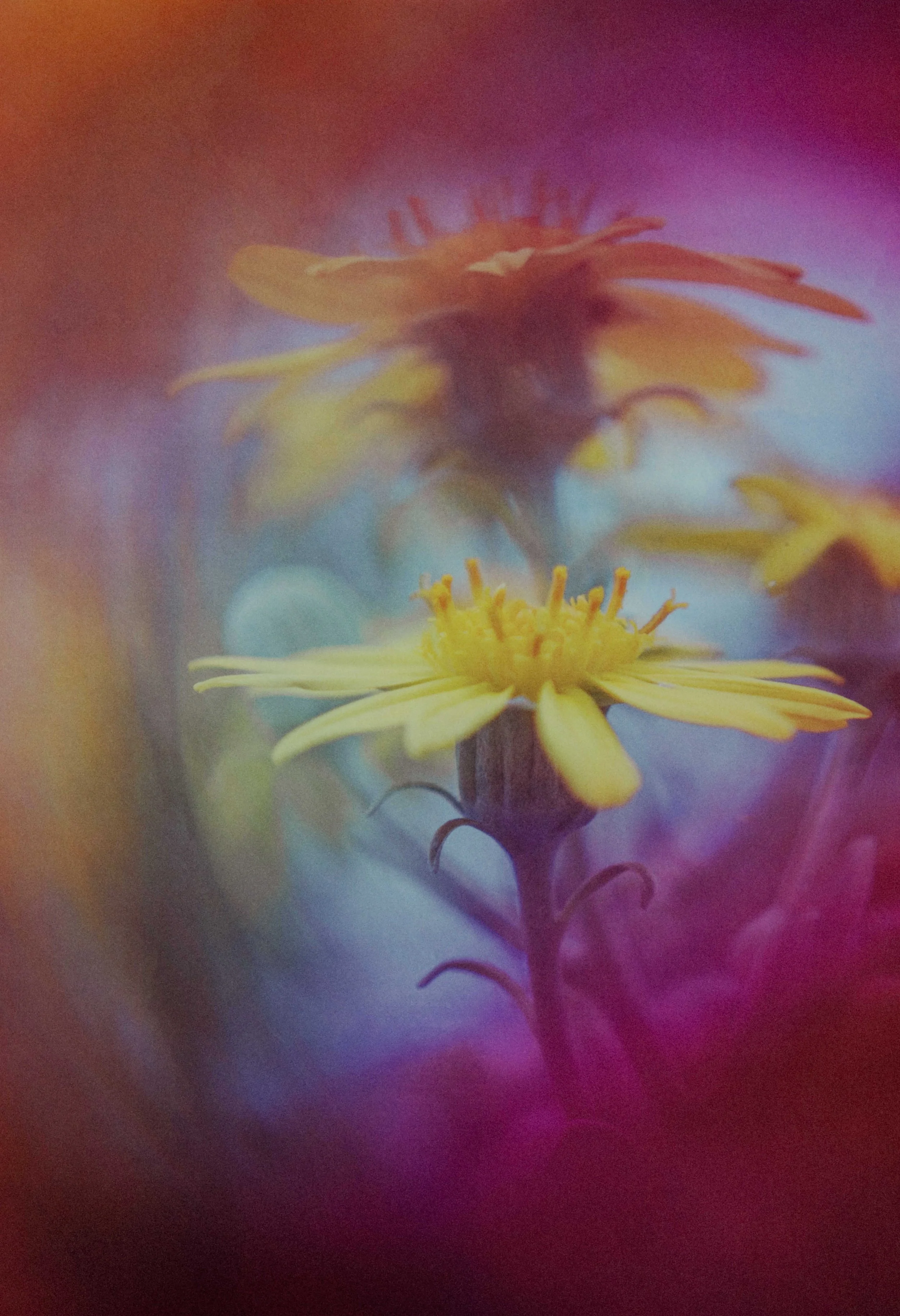  Flower Photography in Cornwall, UK 