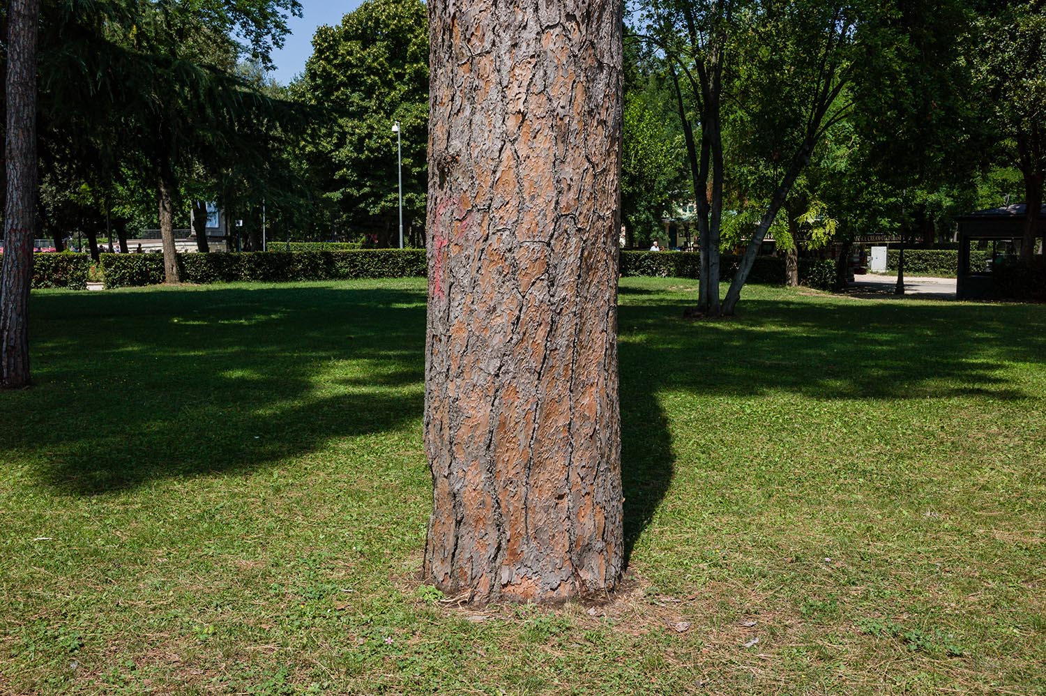 Fingerprints in the Bark - August 2014