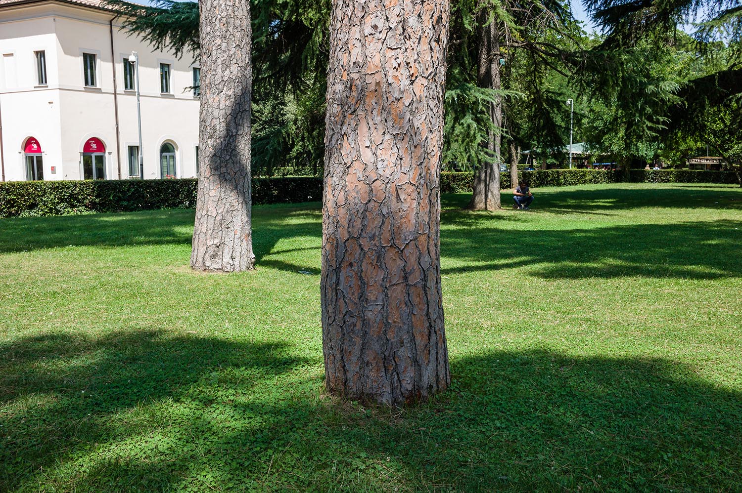 Fingerprints in the Bark - August 2014