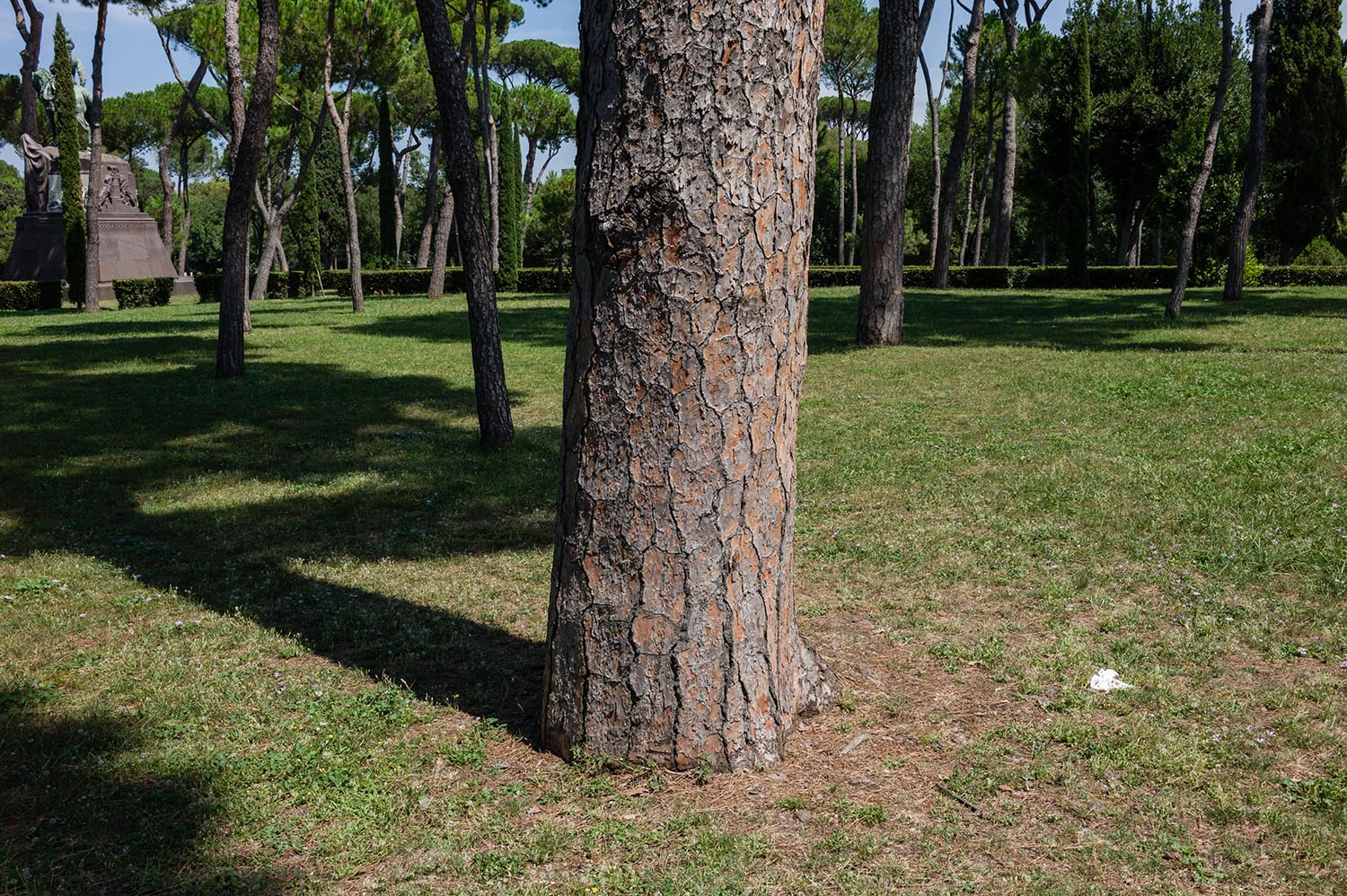 Fingerprints in the Bark - August 2014