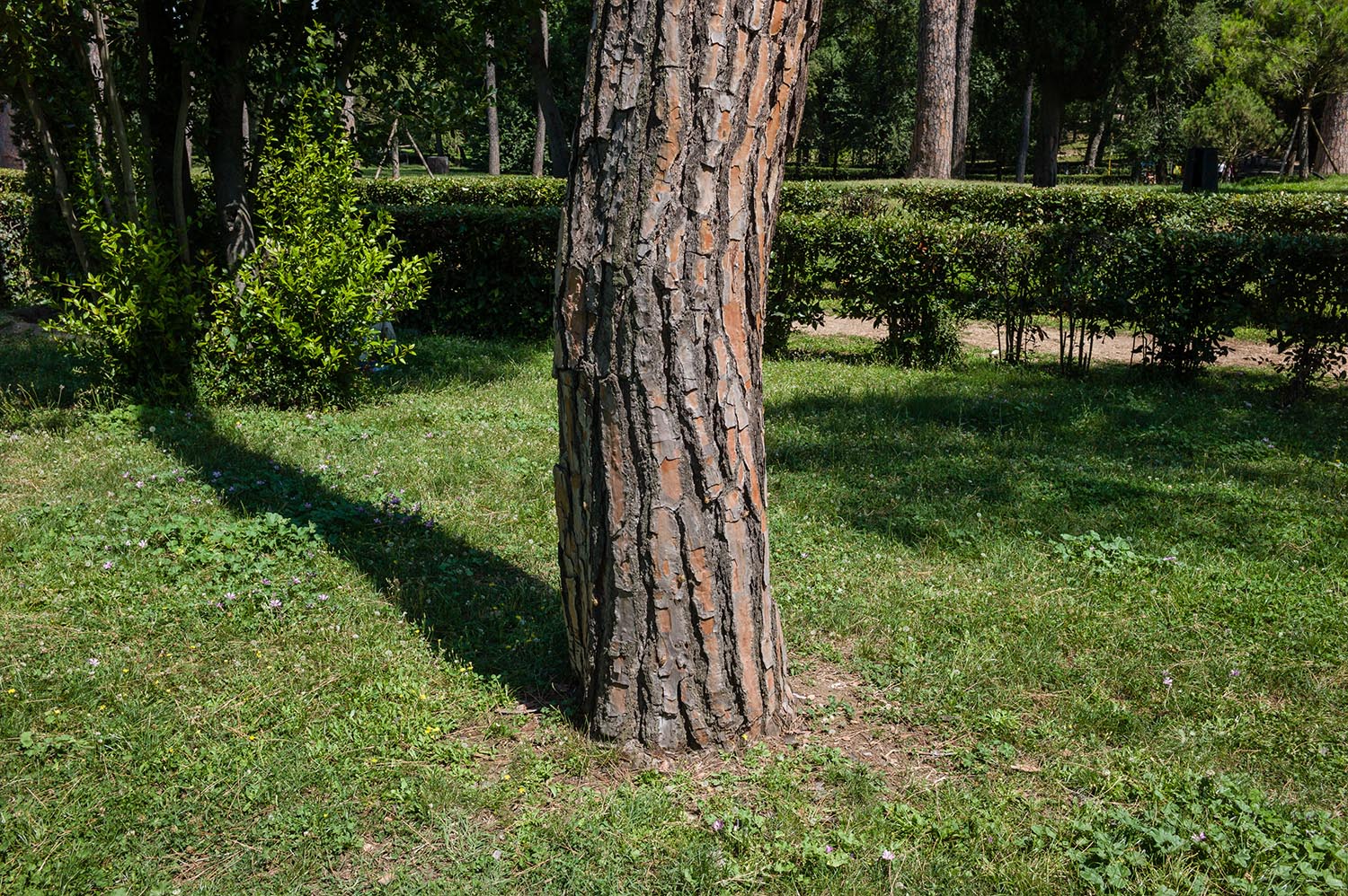 Fingerprints in the Bark - August 2014