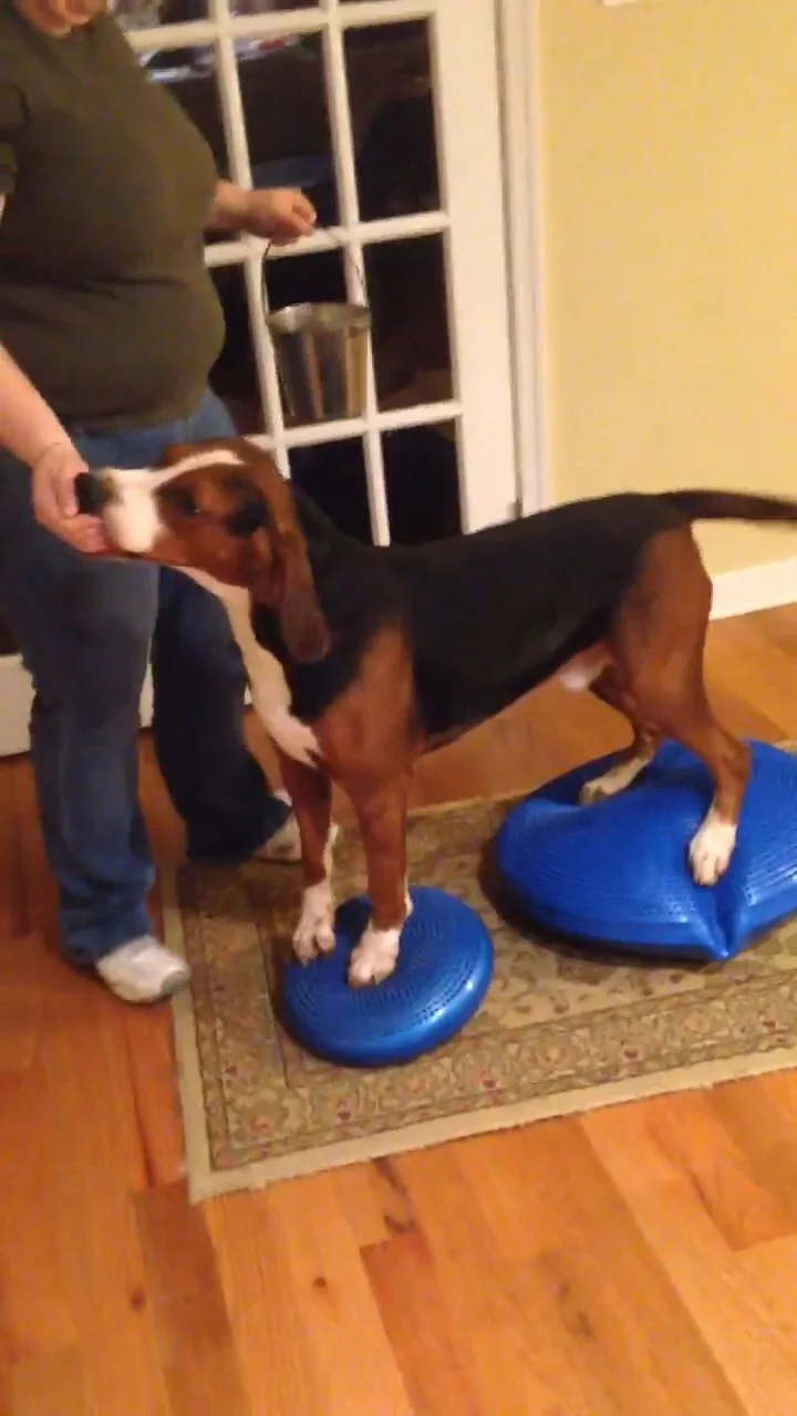 Rolo on his balance discs