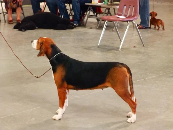 Alice at her last show of 2014 where she went RBIMS