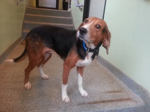 Eve 24 hours after her adoption from King William County