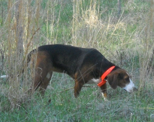 Alice doing scent work on a family farm in NC