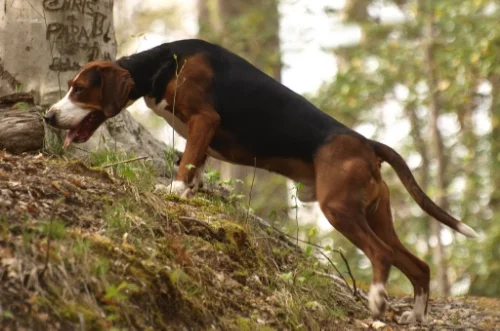 Rolo scenting in a local park, photo by Mandi Heath