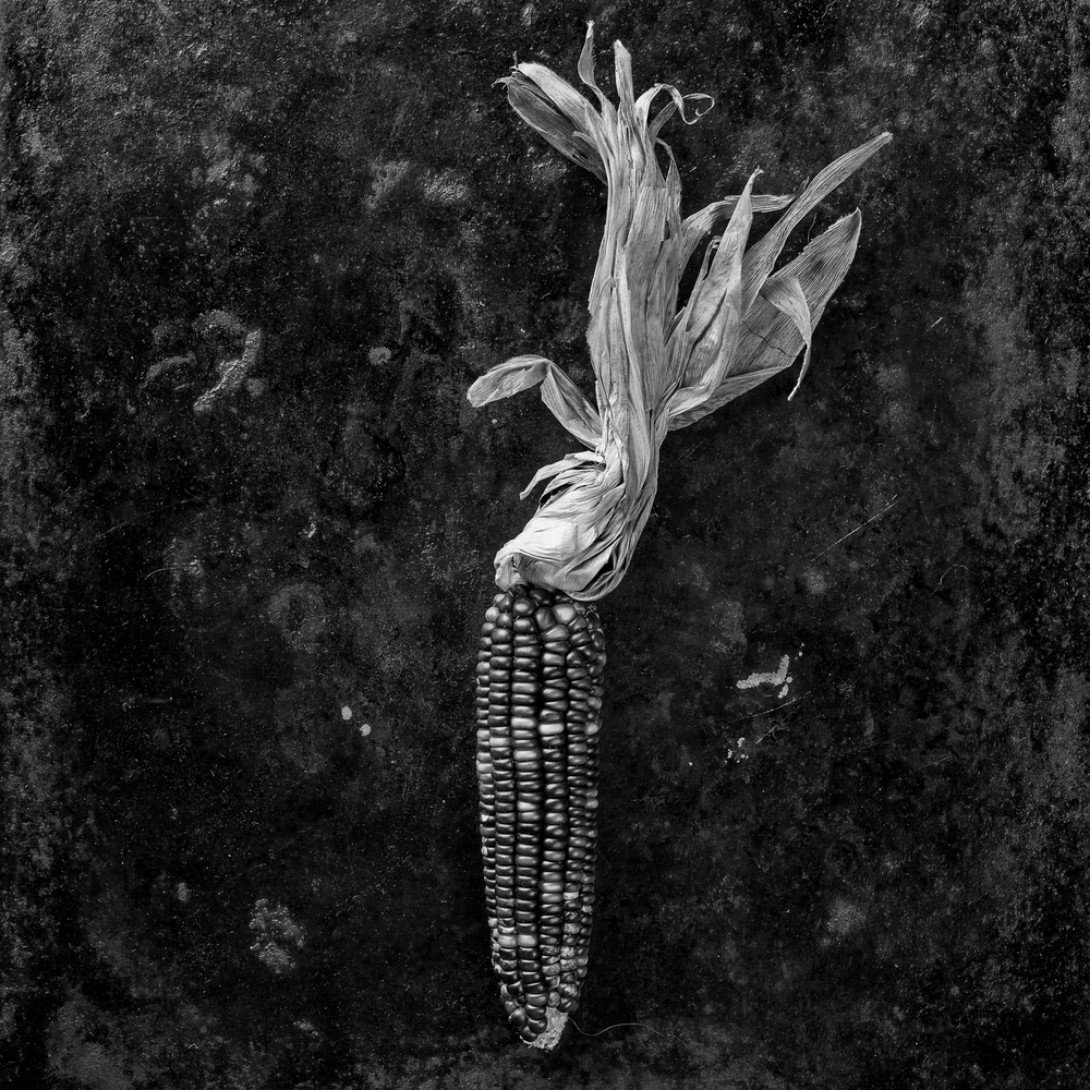 indian corn.jpg