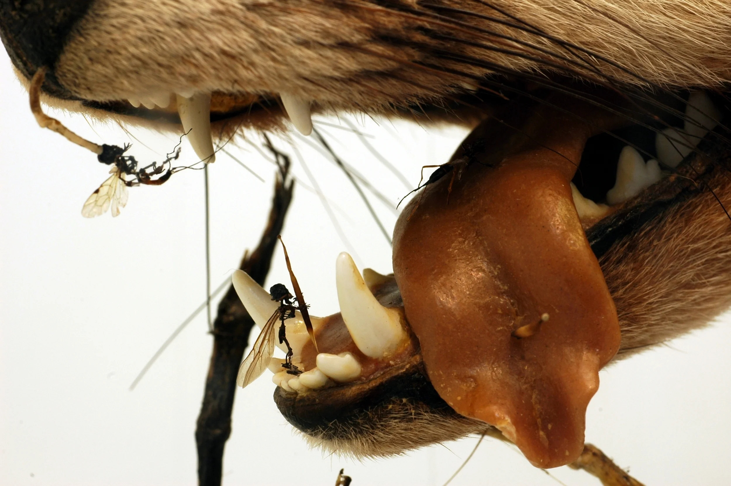 Little Savages (detail2).jpg