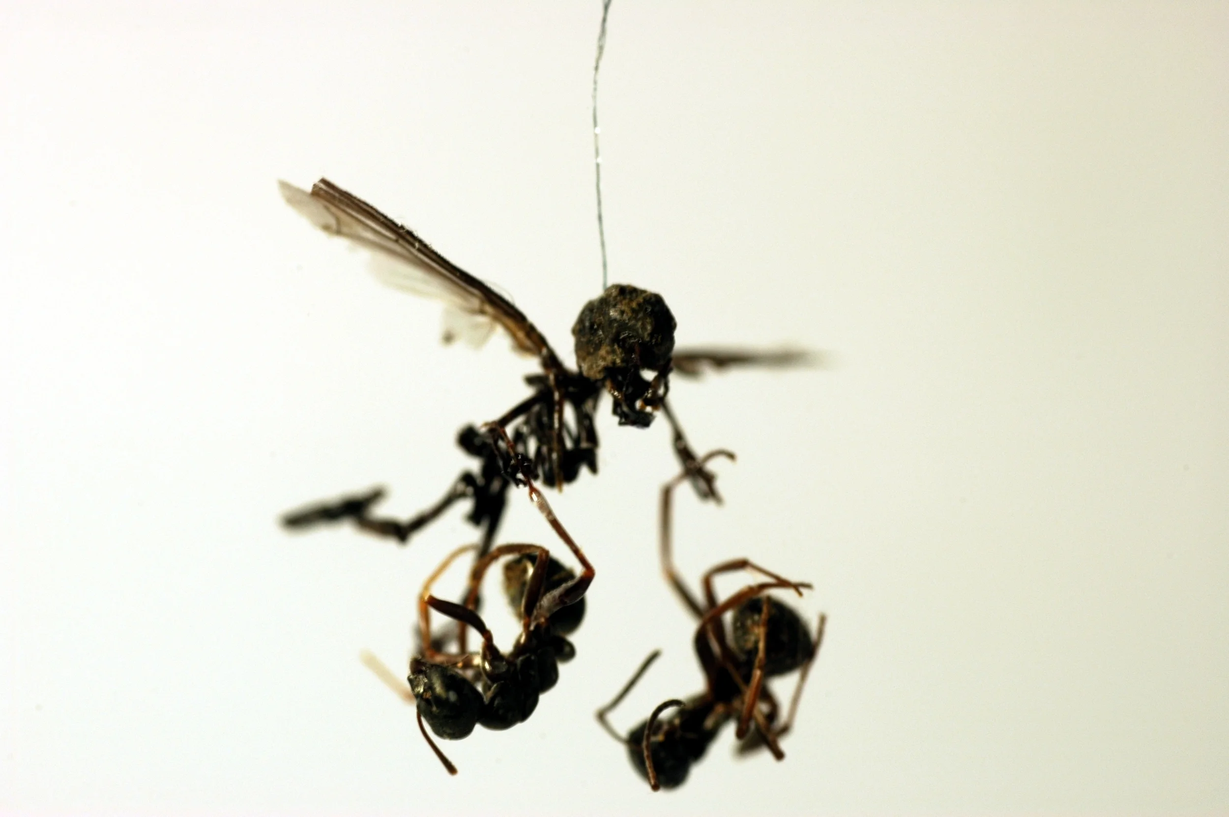 Little Savages (detail9).jpg