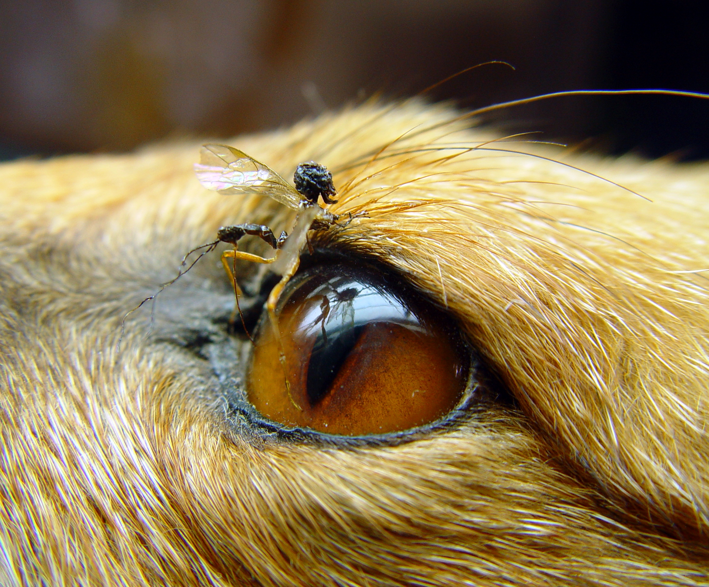 Parasitic fairy and fox eye.jpg