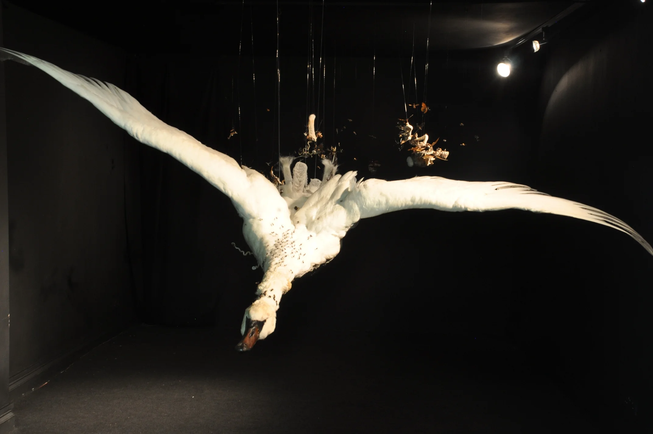  Installed at Viktor Wynd Fine Art, London. Taxidermy swan, Venus flower baskets, bones, bird skeletons, insects, arachnids, plant roots, wasp nest, wormshells, seahorses. 