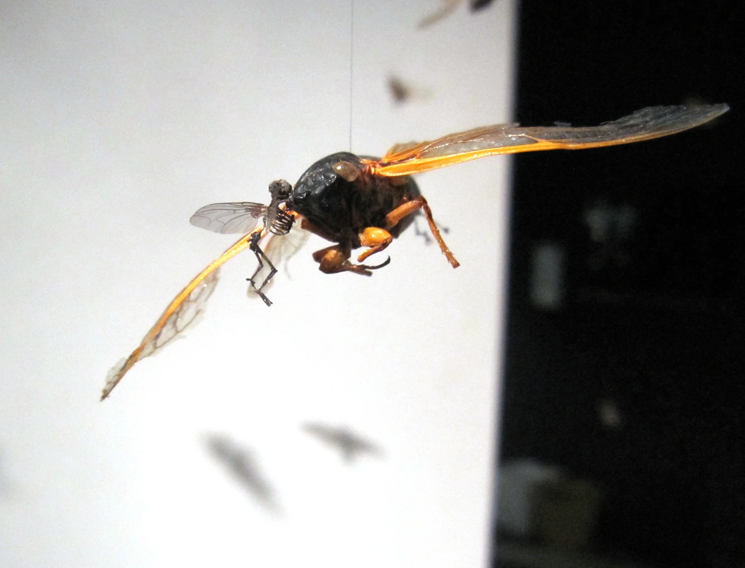 Magicicadadetail.jpg