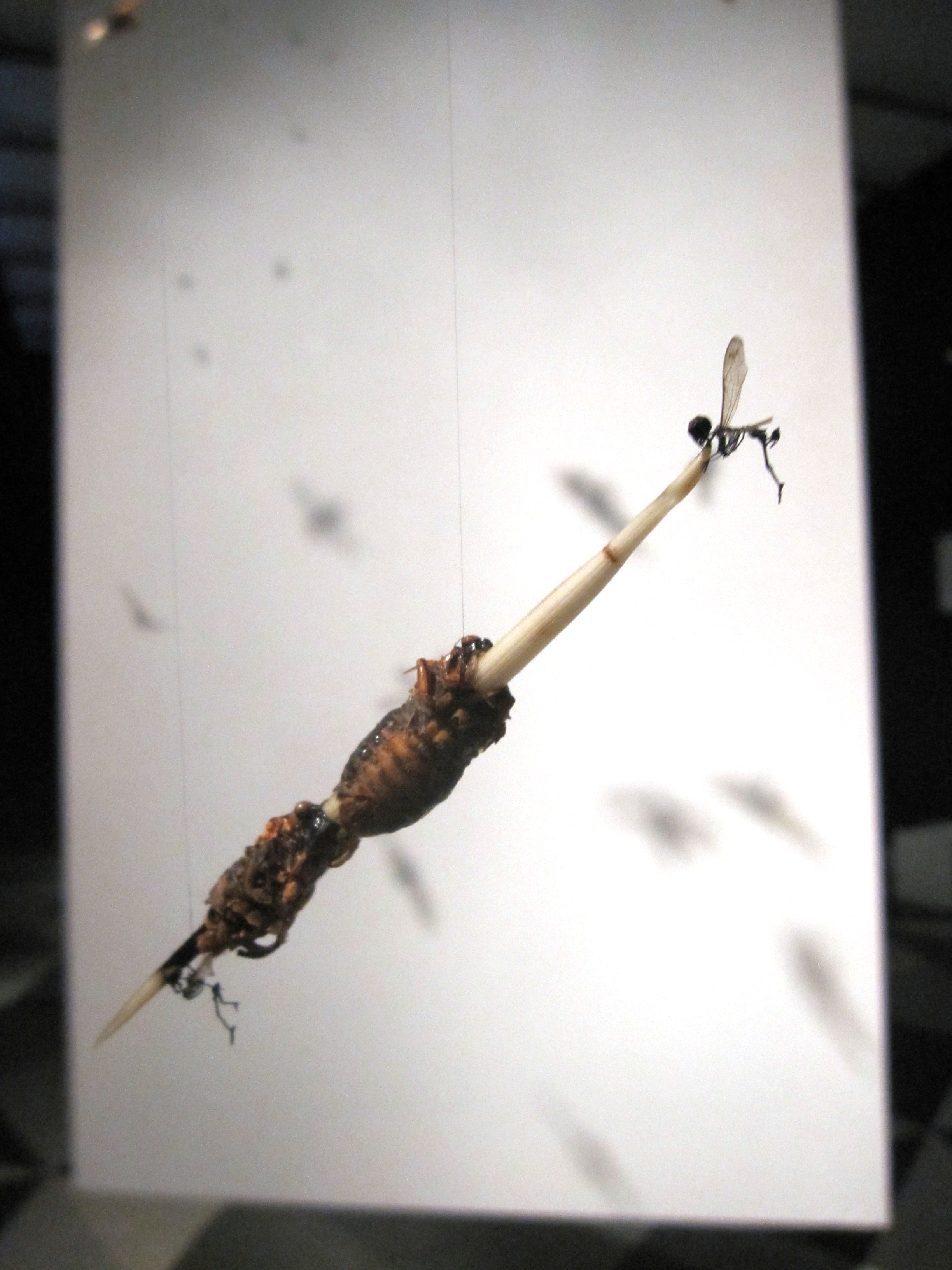 Magicicadadetail4.jpg