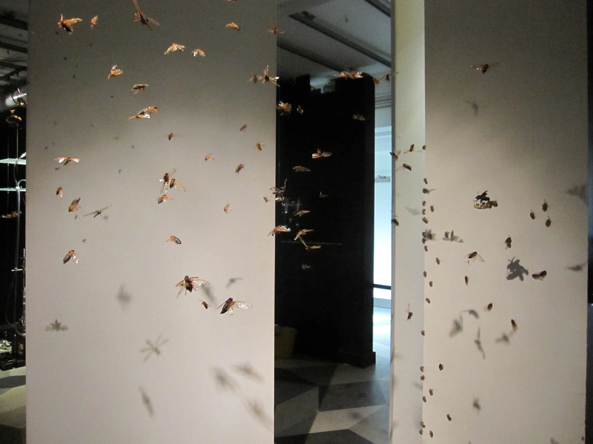 Magicicadadetail8.jpg