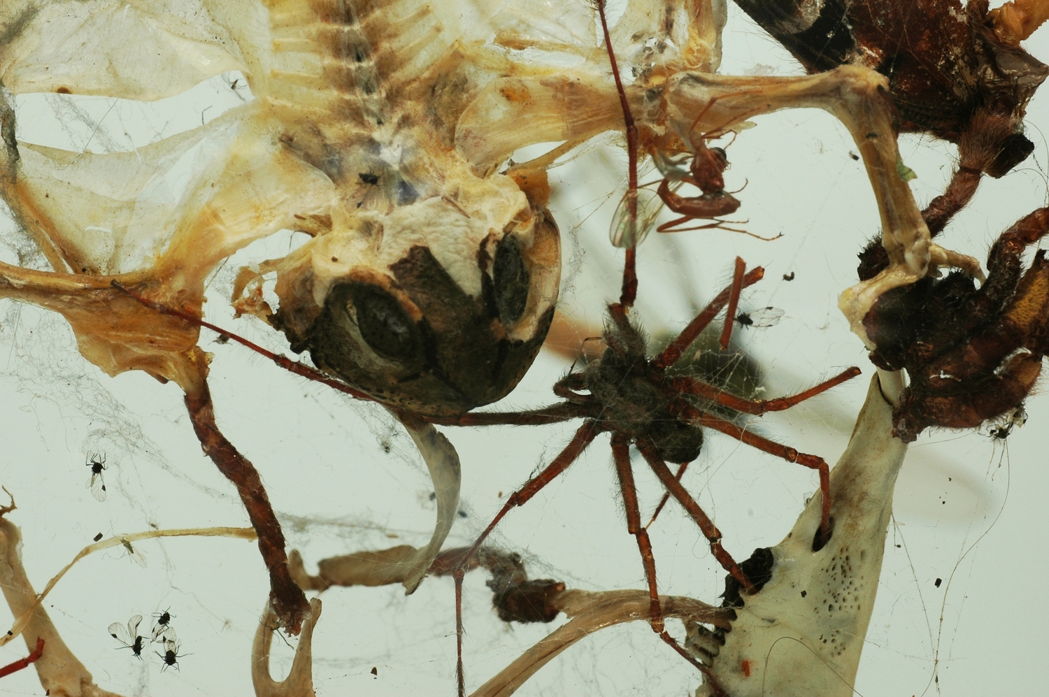 Little Savages (detail).jpg