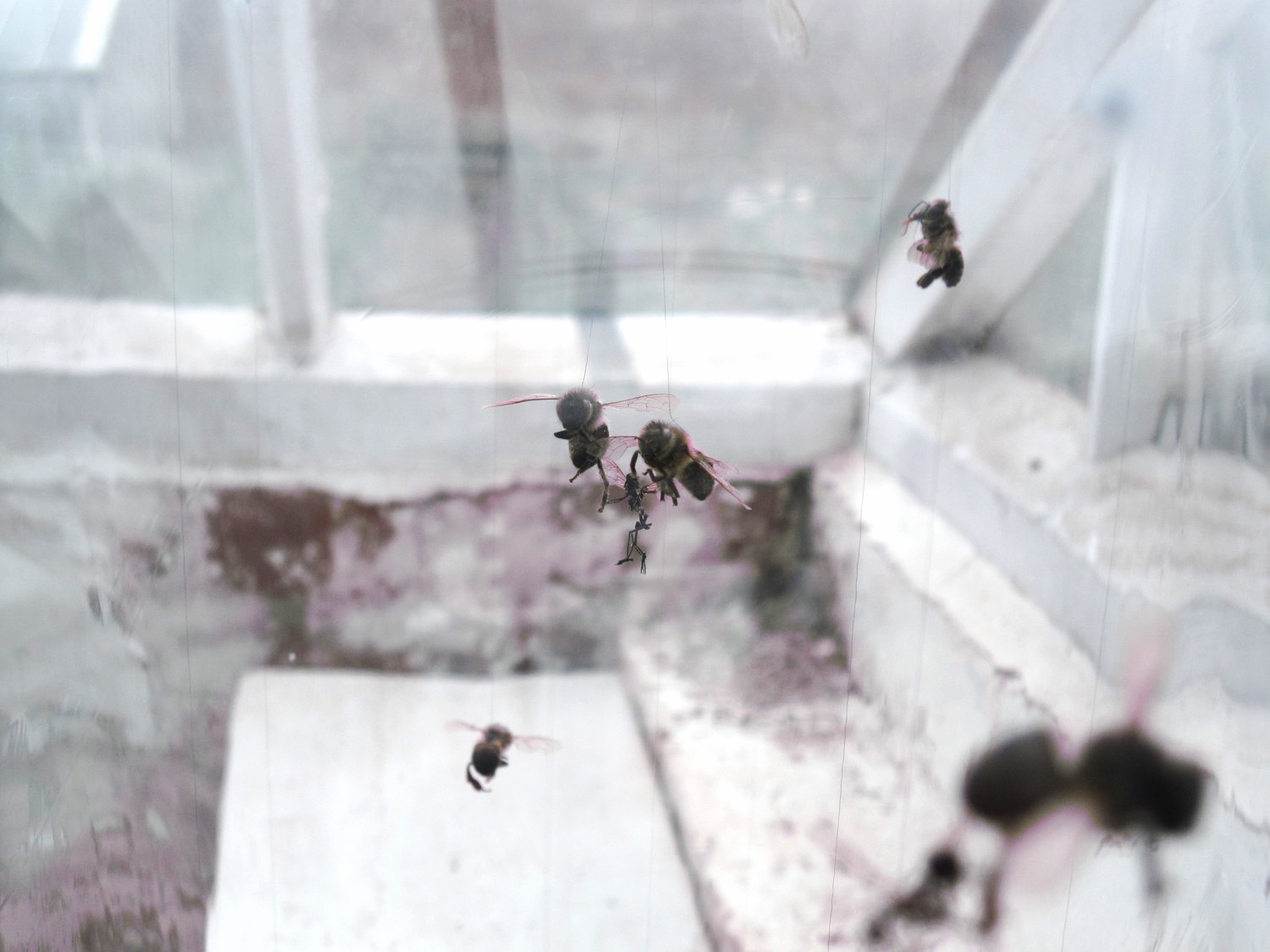 Not content with the bounty from the greenhouse and the hens, the fairies have looked further afield, and have raided the beehouse- they have hijacked a swarm of bees, and also taken a chunk of honeycomb. Perhaps their tastes are expanding, but I expect they will use this as a sticky trap to catch other insects and continue to plunder their newly extablished territory.