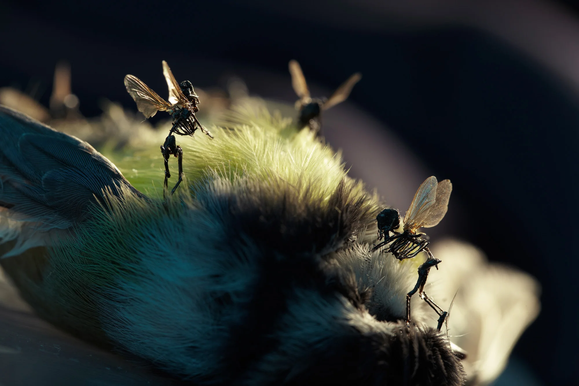 Amon Tobin 2_ 9030.jpg