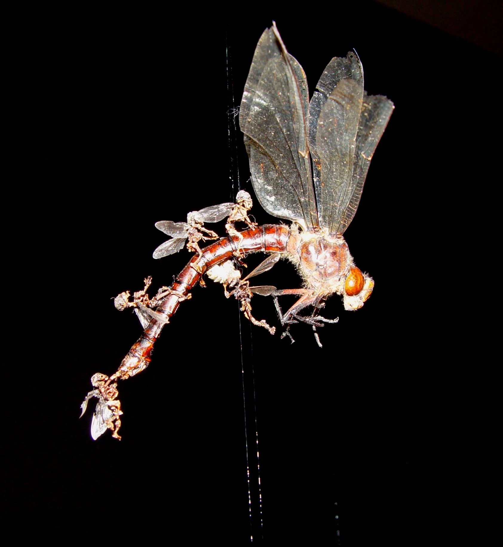 Swarm (detail - bucking dragonfly).JPG