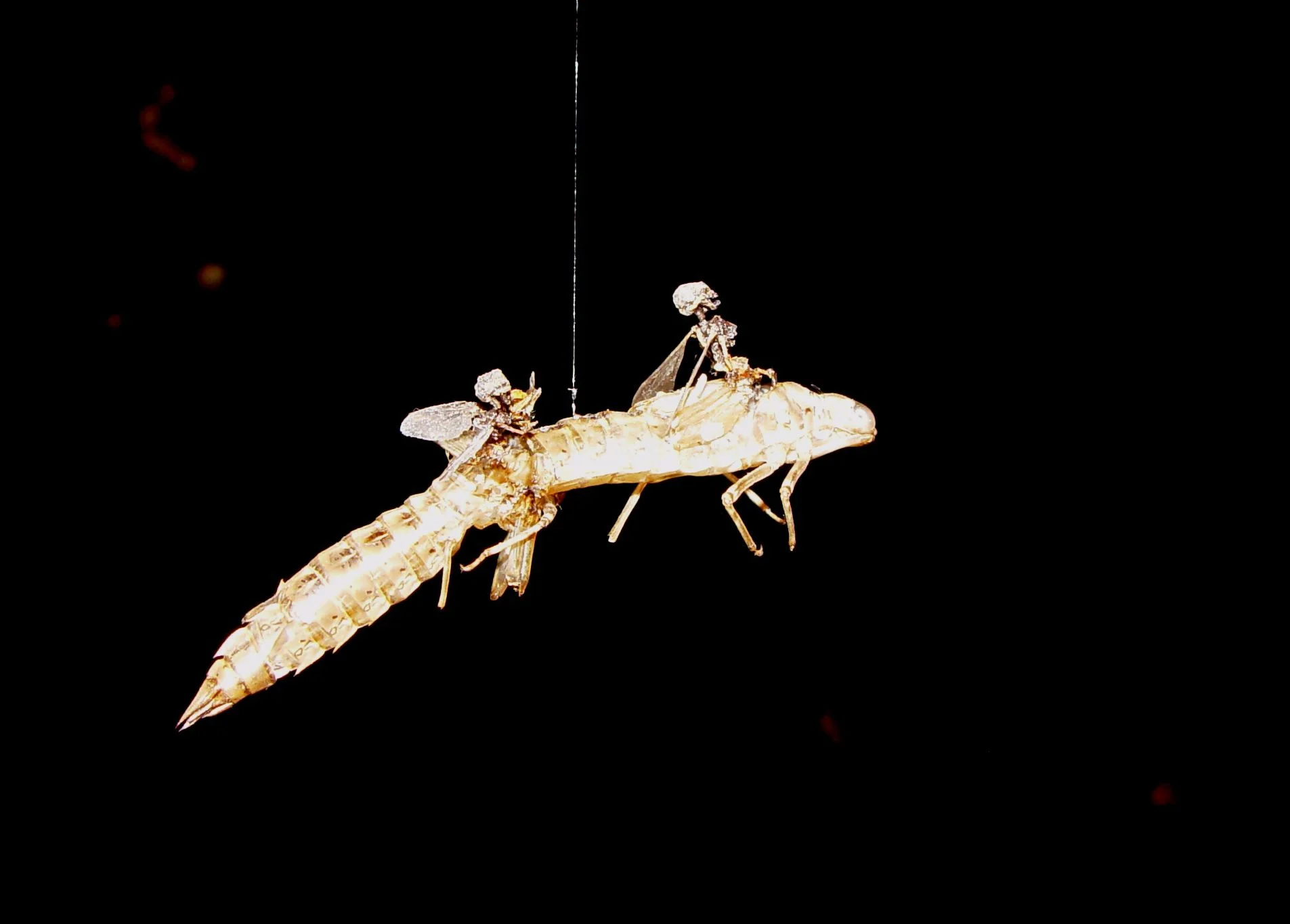 Swarm (detail - double tank).jpeg