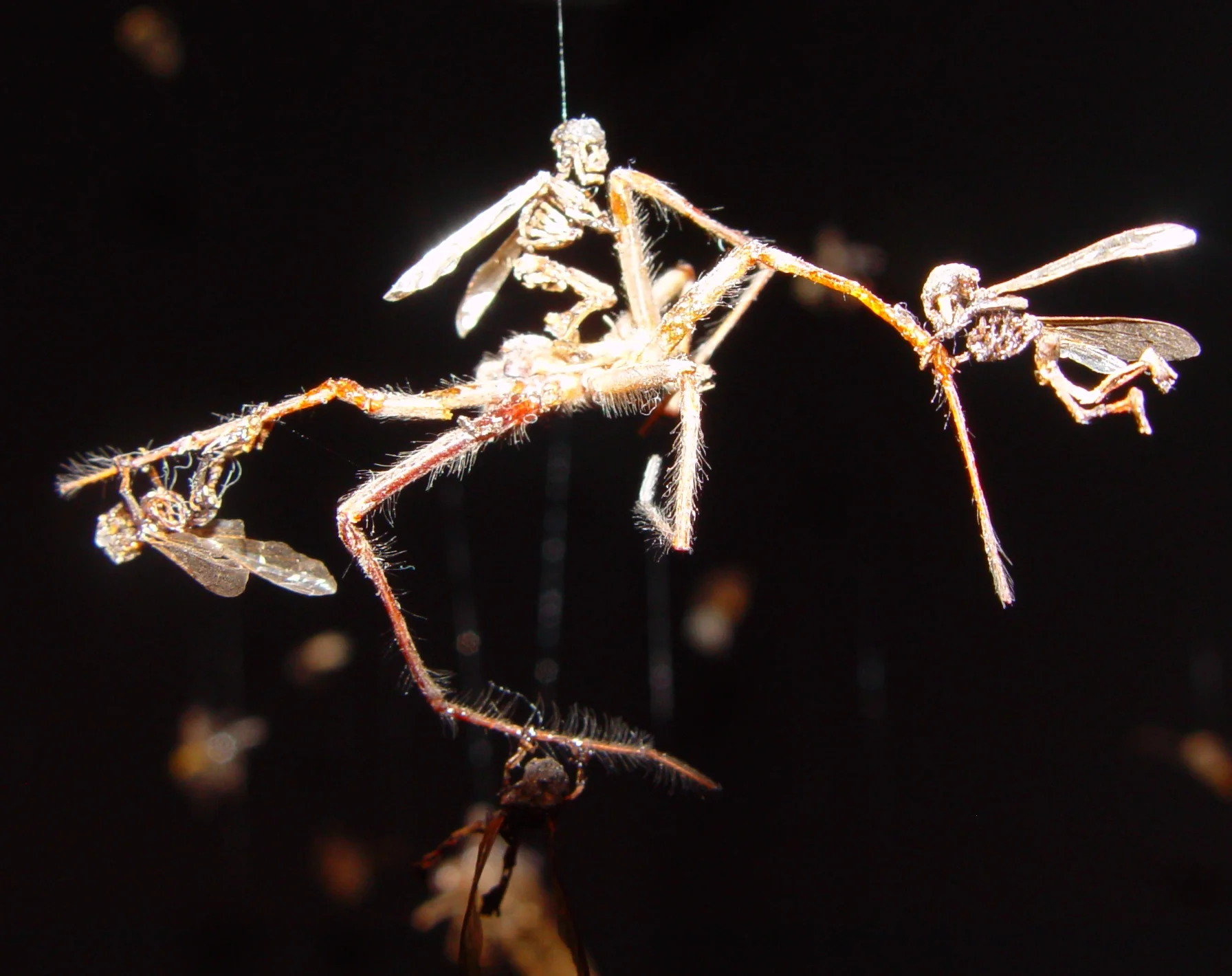 Swarm (De-legging spider).jpg