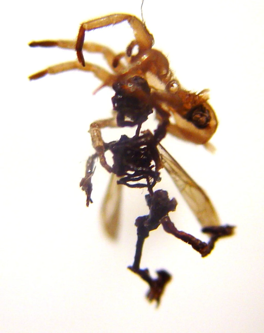 Swarm (detail - spider attack).JPG