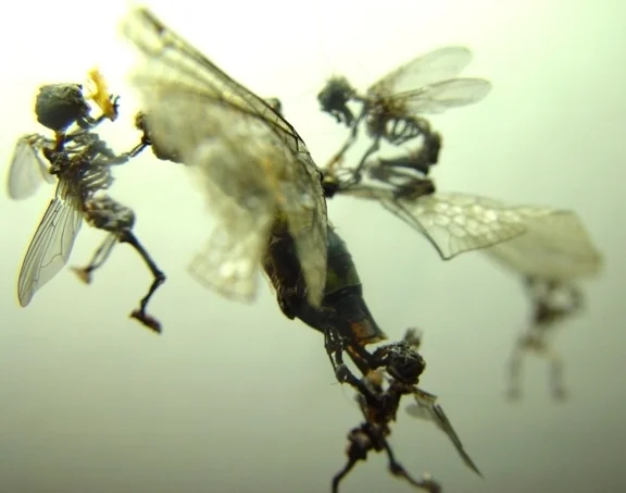 Swarm (detail -devouring adragonfly).JPG