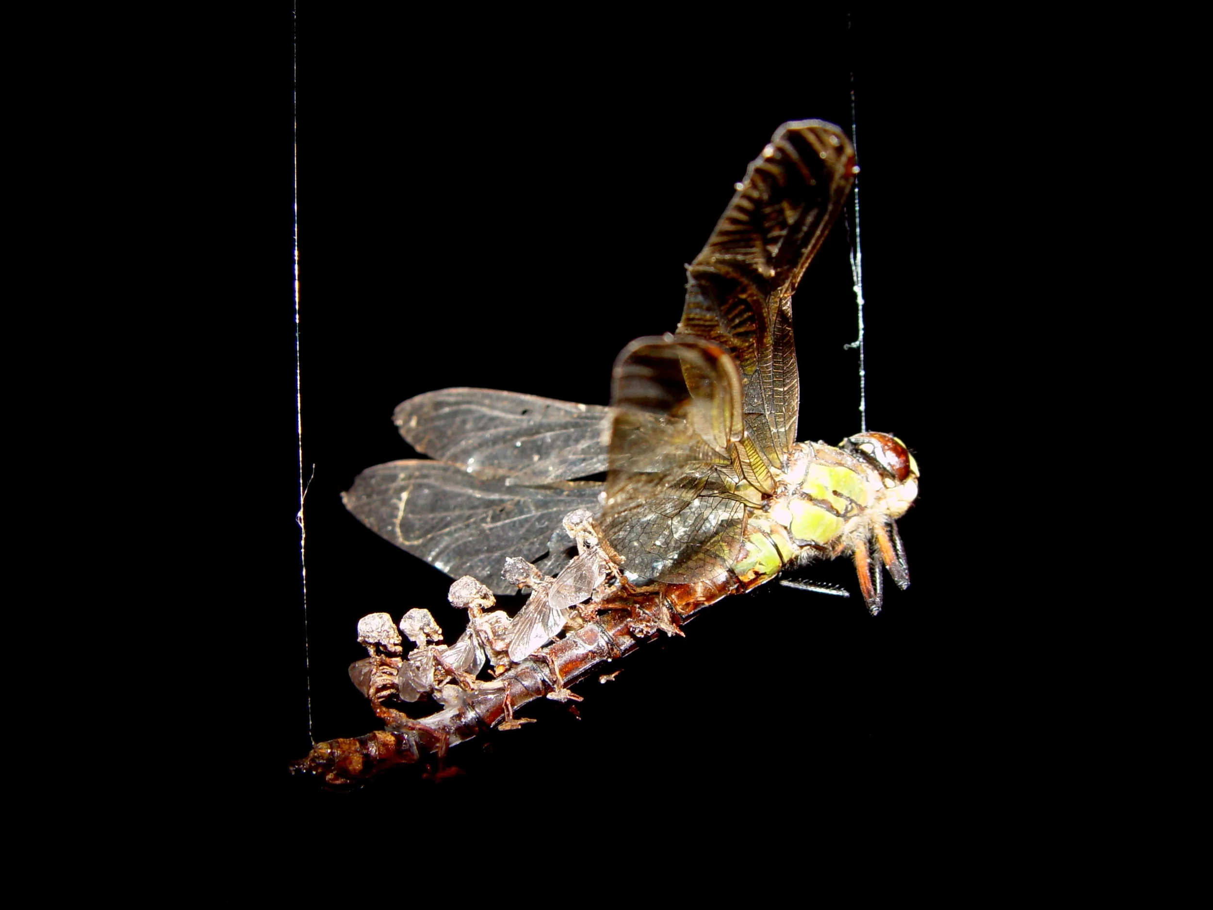 Swarm (detaill - dragonfly bus).JPG
