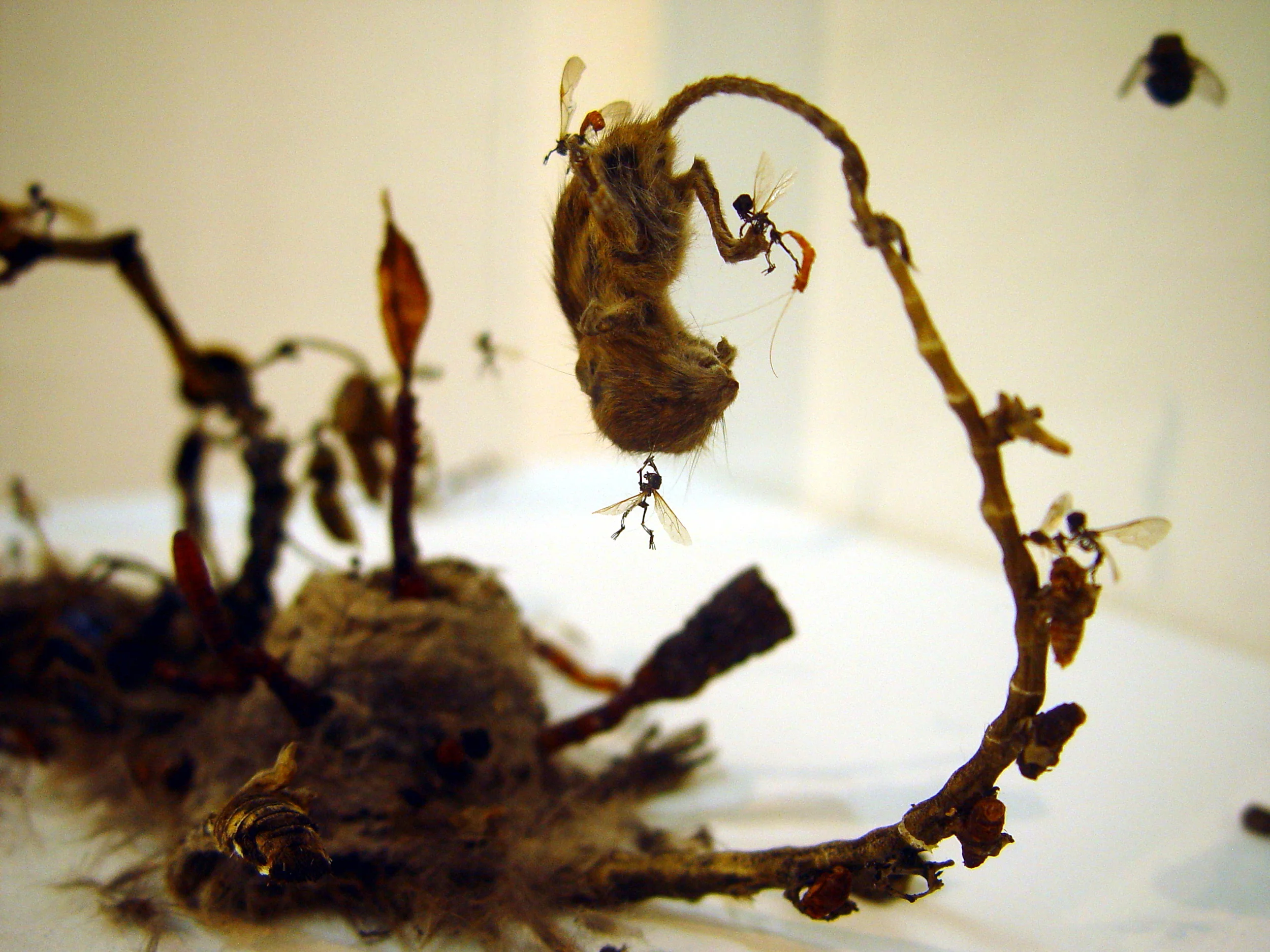  Dessicated rat, dessicated mouse, wasp nest, dried worm, insects, plant roots, 