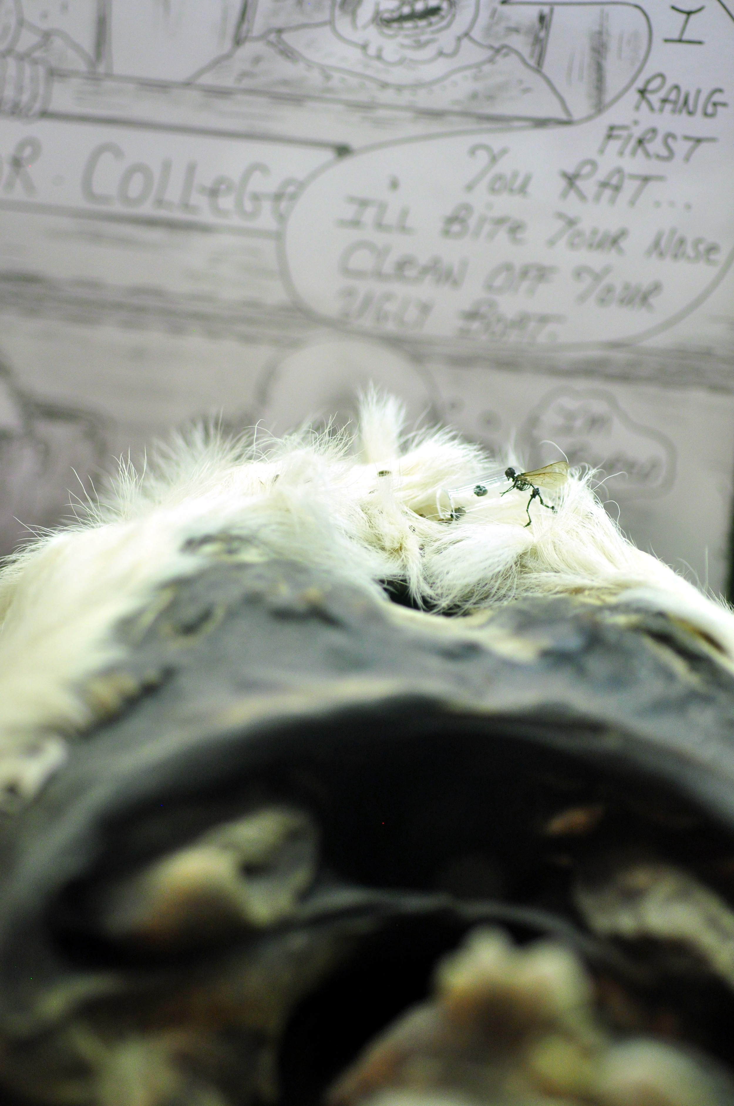 editcarpetbeetle2.jpg