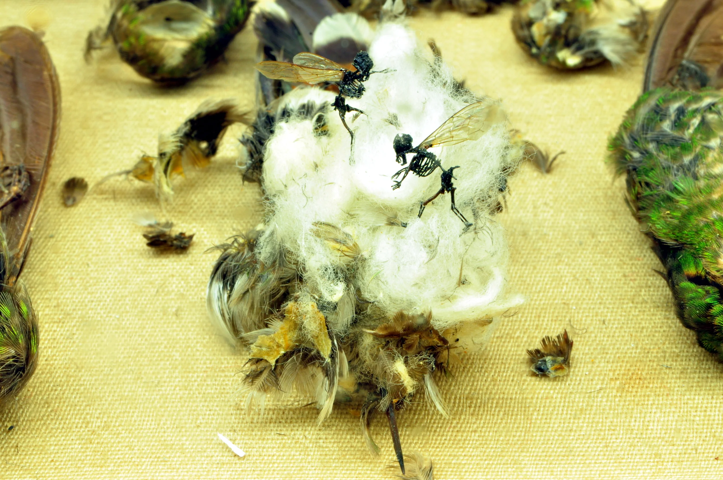 edithummingbirds.jpg